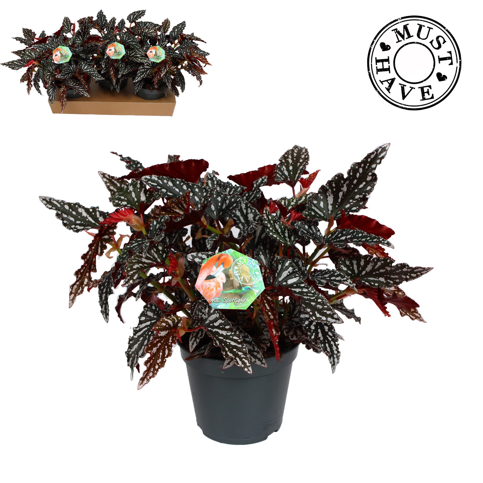 Maculata"Spotlight Dark"MUST HAVE, D 17