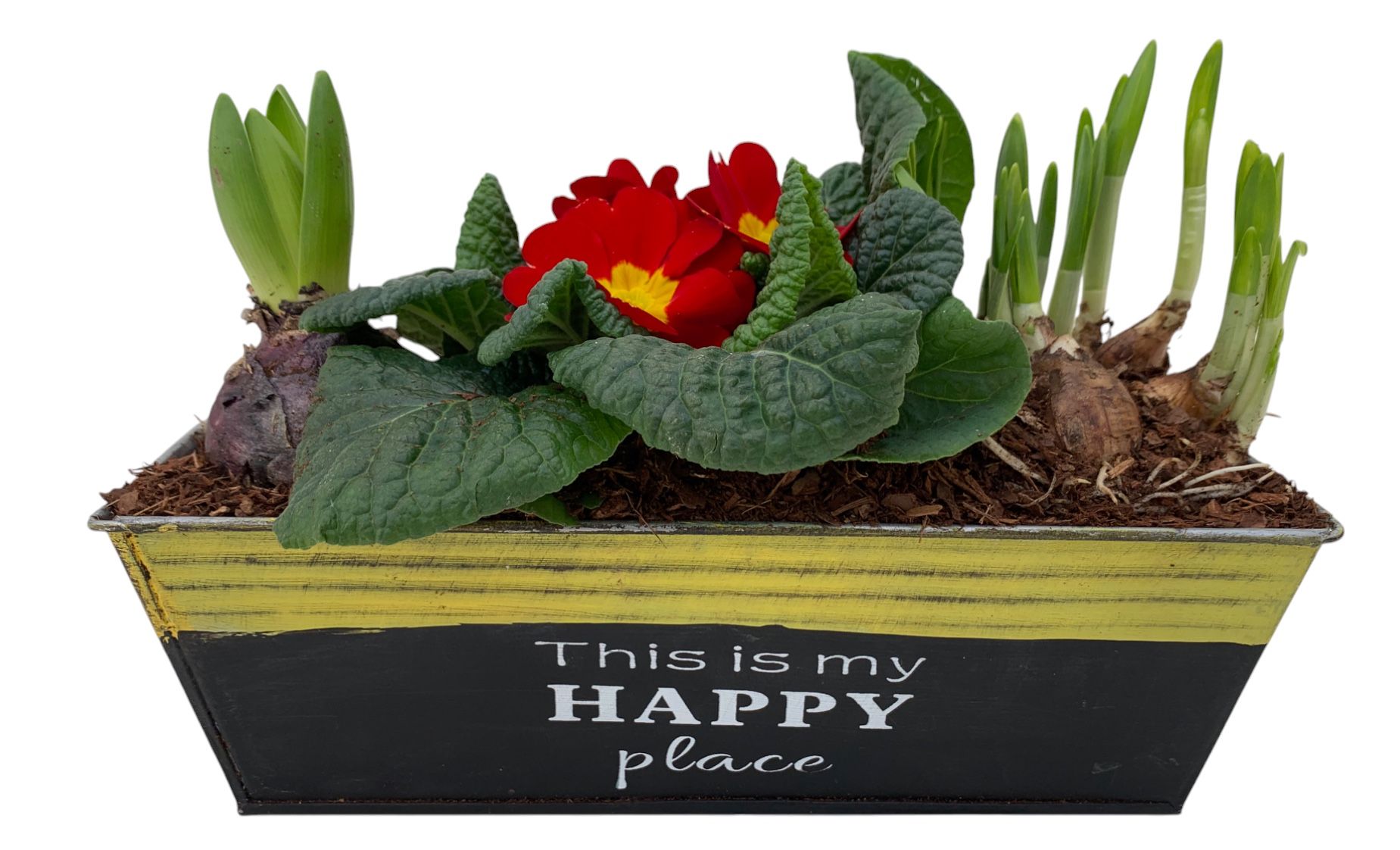 Primula Happy Zink rechthoek Prim + Hyacint + Tete 646, D 20