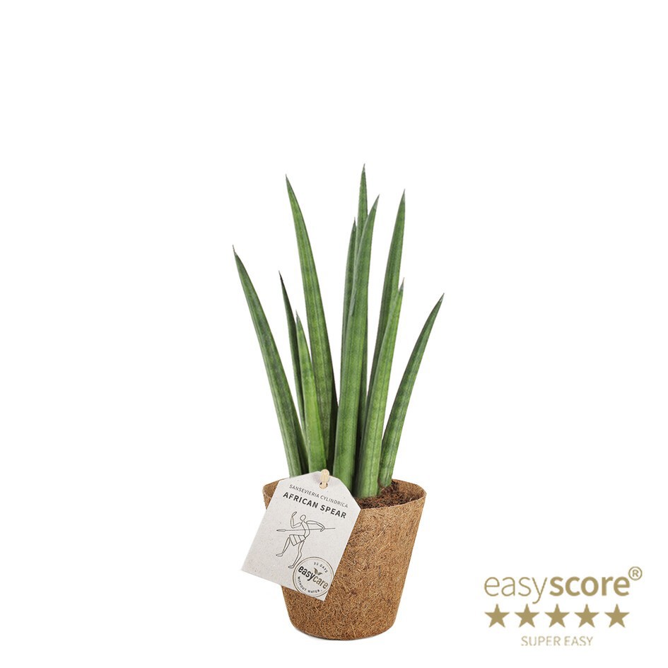 SANSEVIERIA CYLINDRICA Rocket COCOZ, D 9