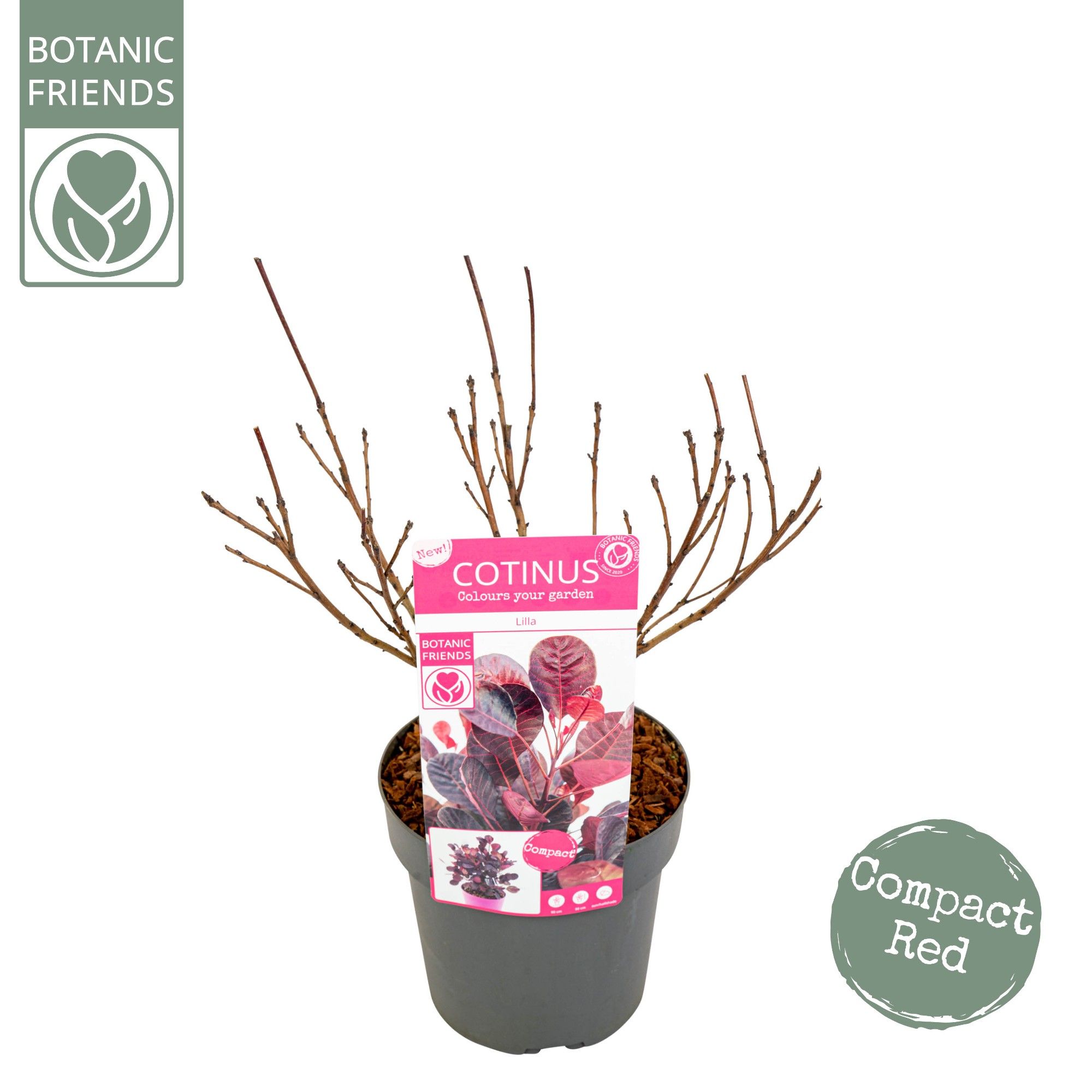 Cotinus cog. 'Lilla' ®, D 19