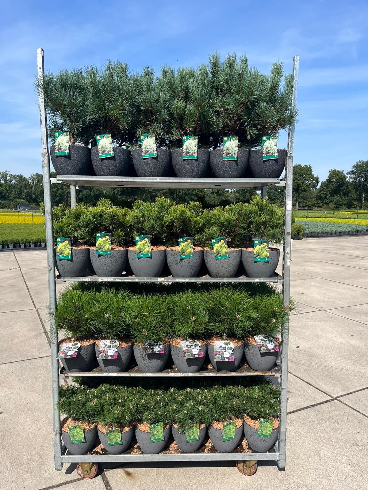 Pinus mix Grafted, D 22