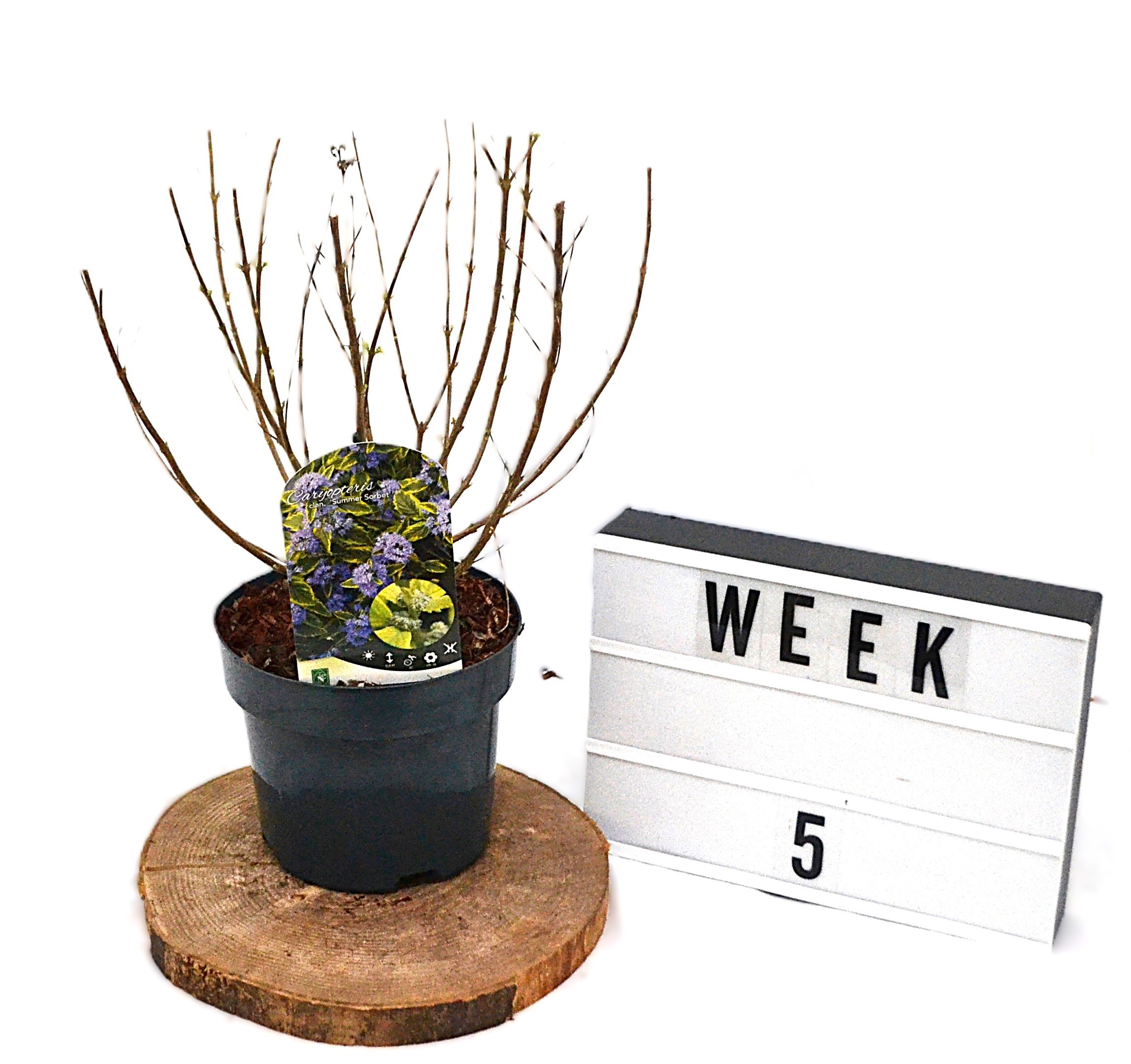 Caryopteris clandonensis Summer Sorbet C3, D 19