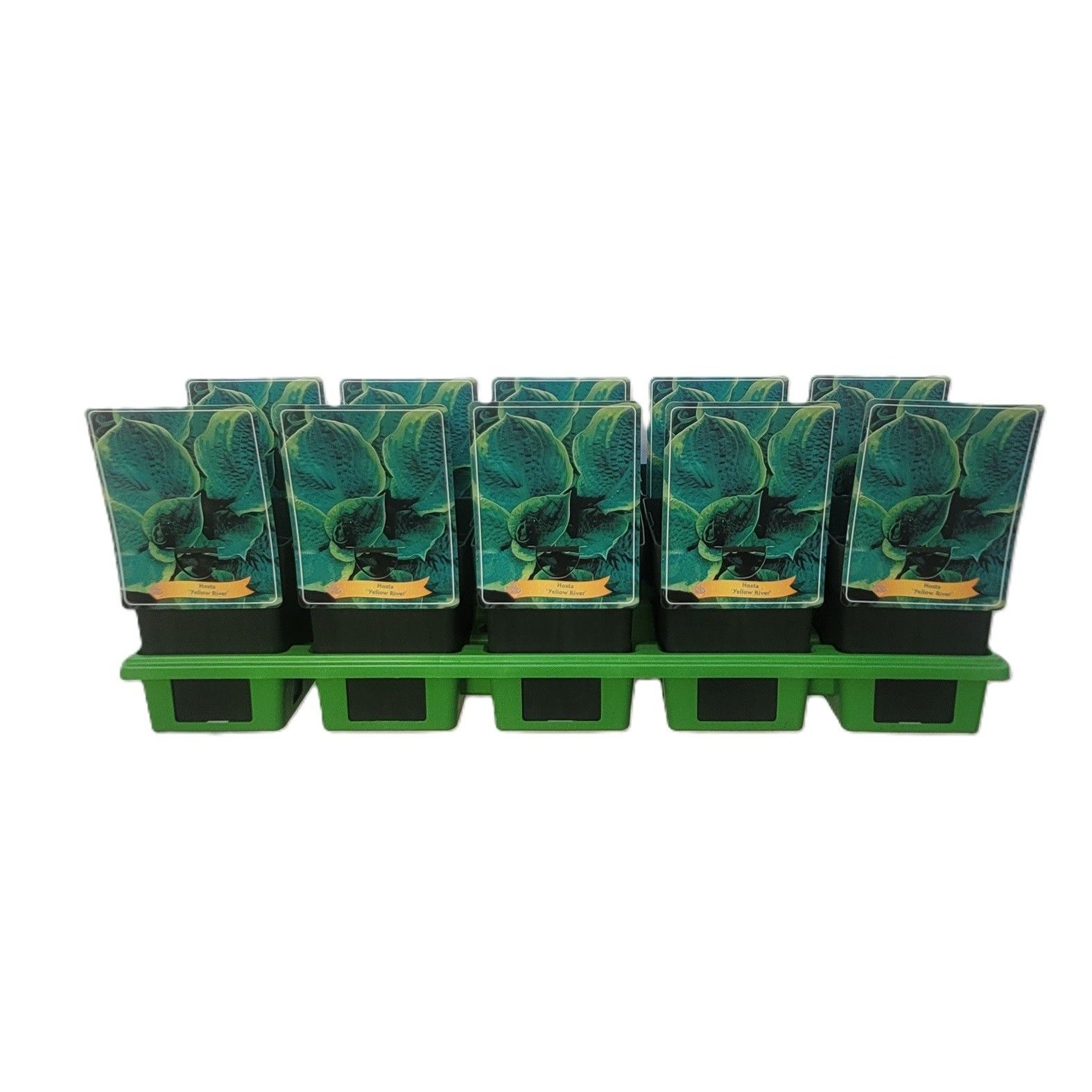 Hosta 'Yellow River' P11, D 11