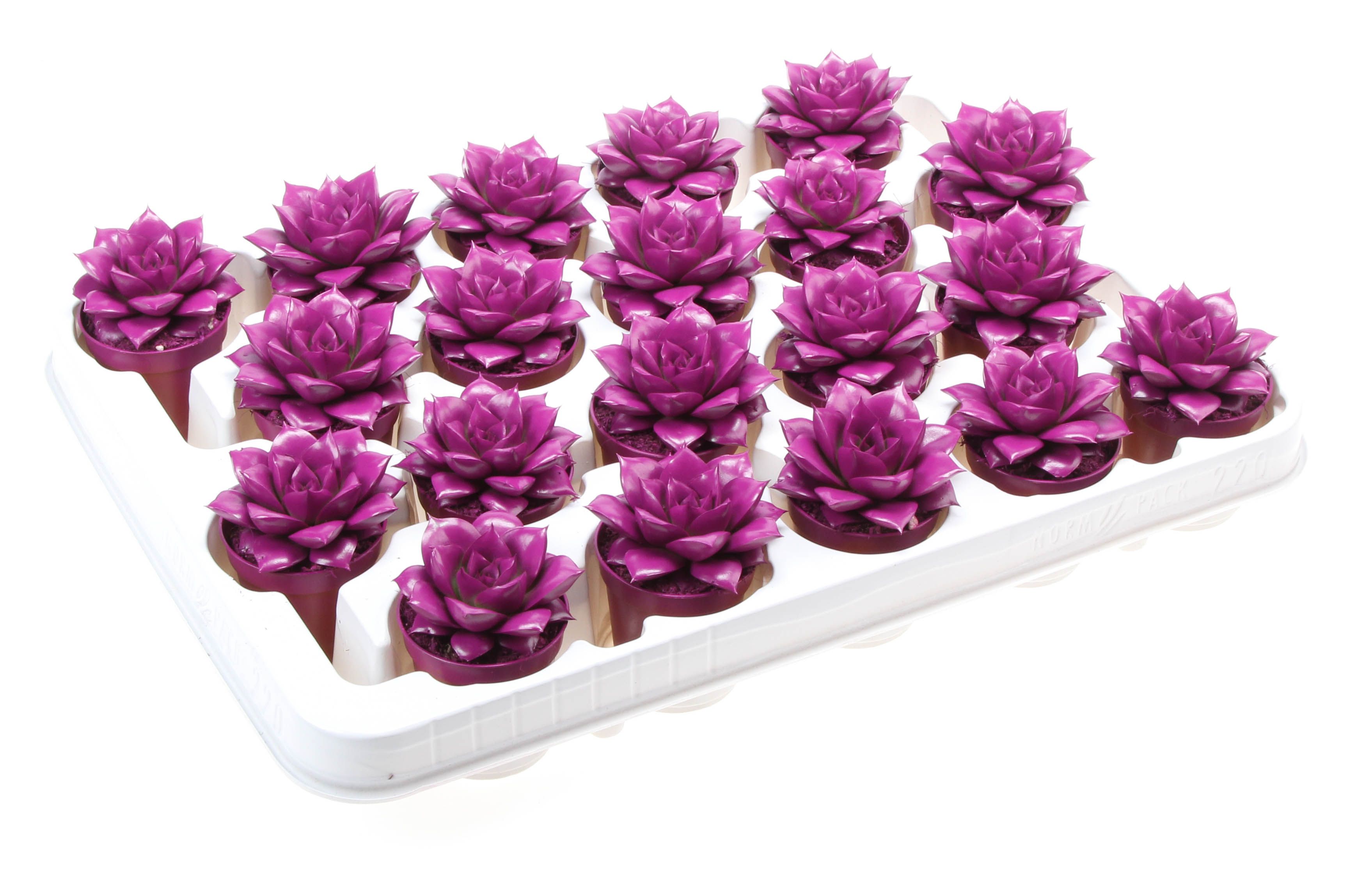 Rainbow purper purple 512, D 5,5