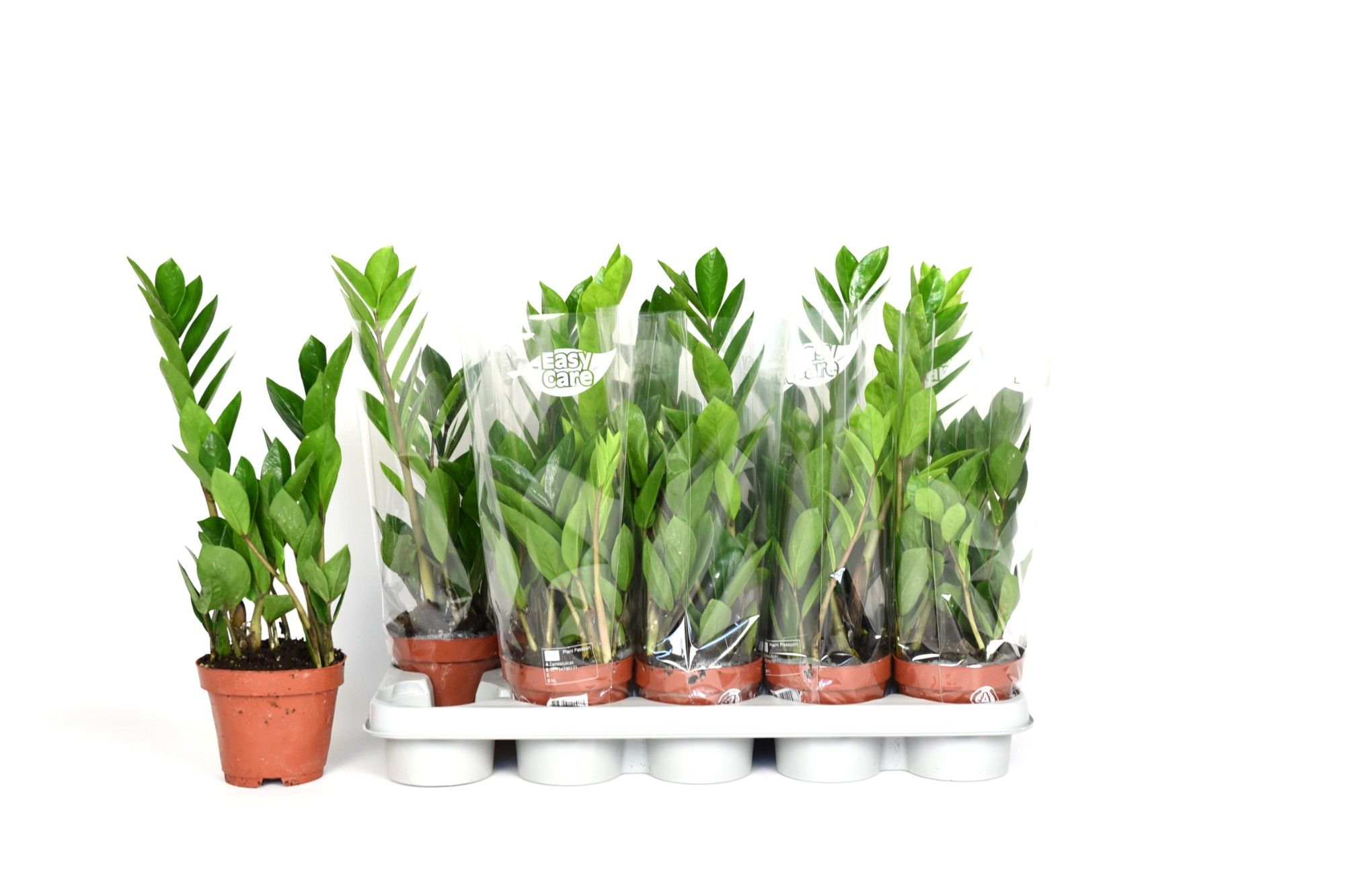 Zamioculcas 2 veren blanco hoes, D 12
