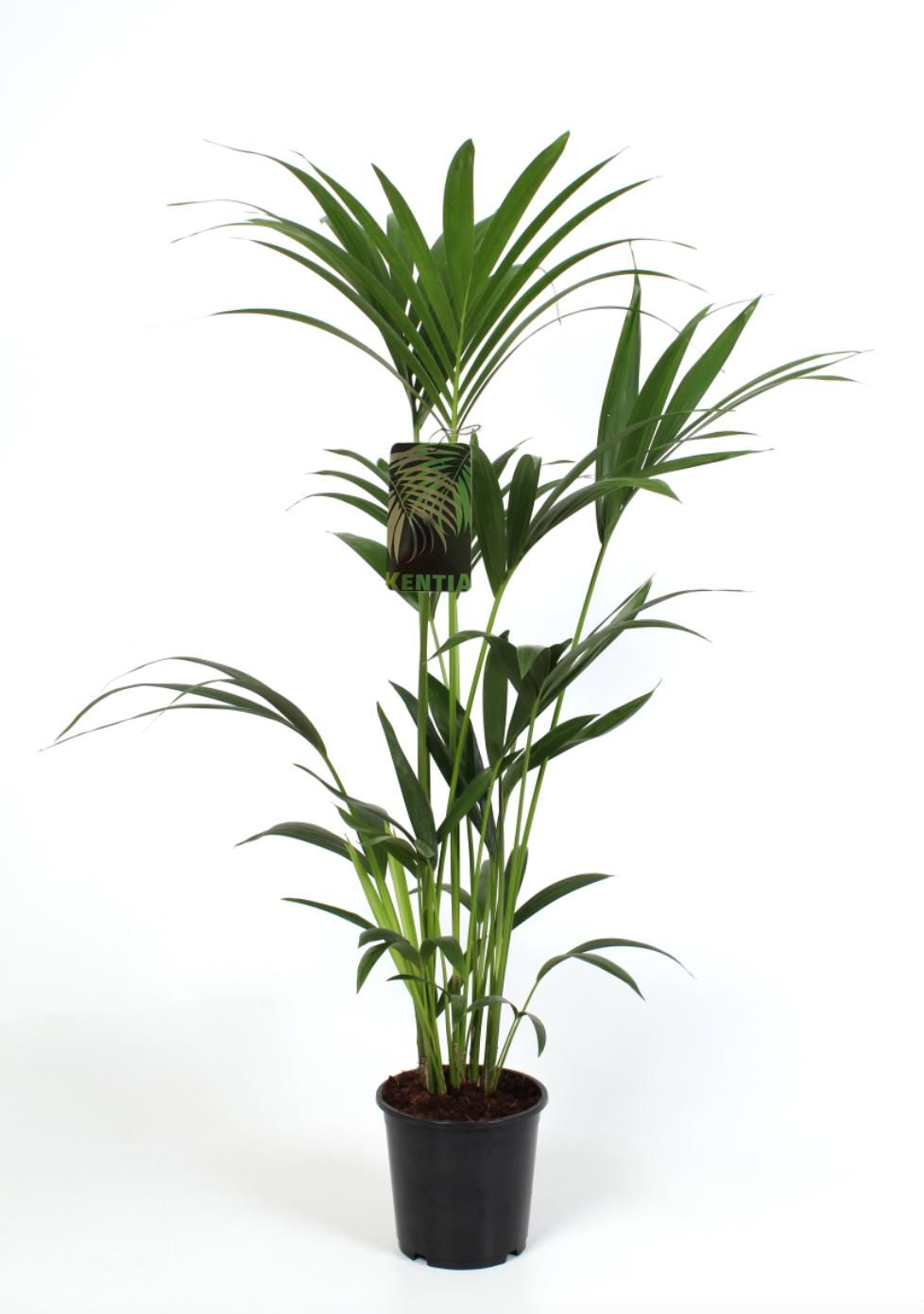 Kentia-Howea Forsteriana 21 cm 120/130 cm hoog, D 21