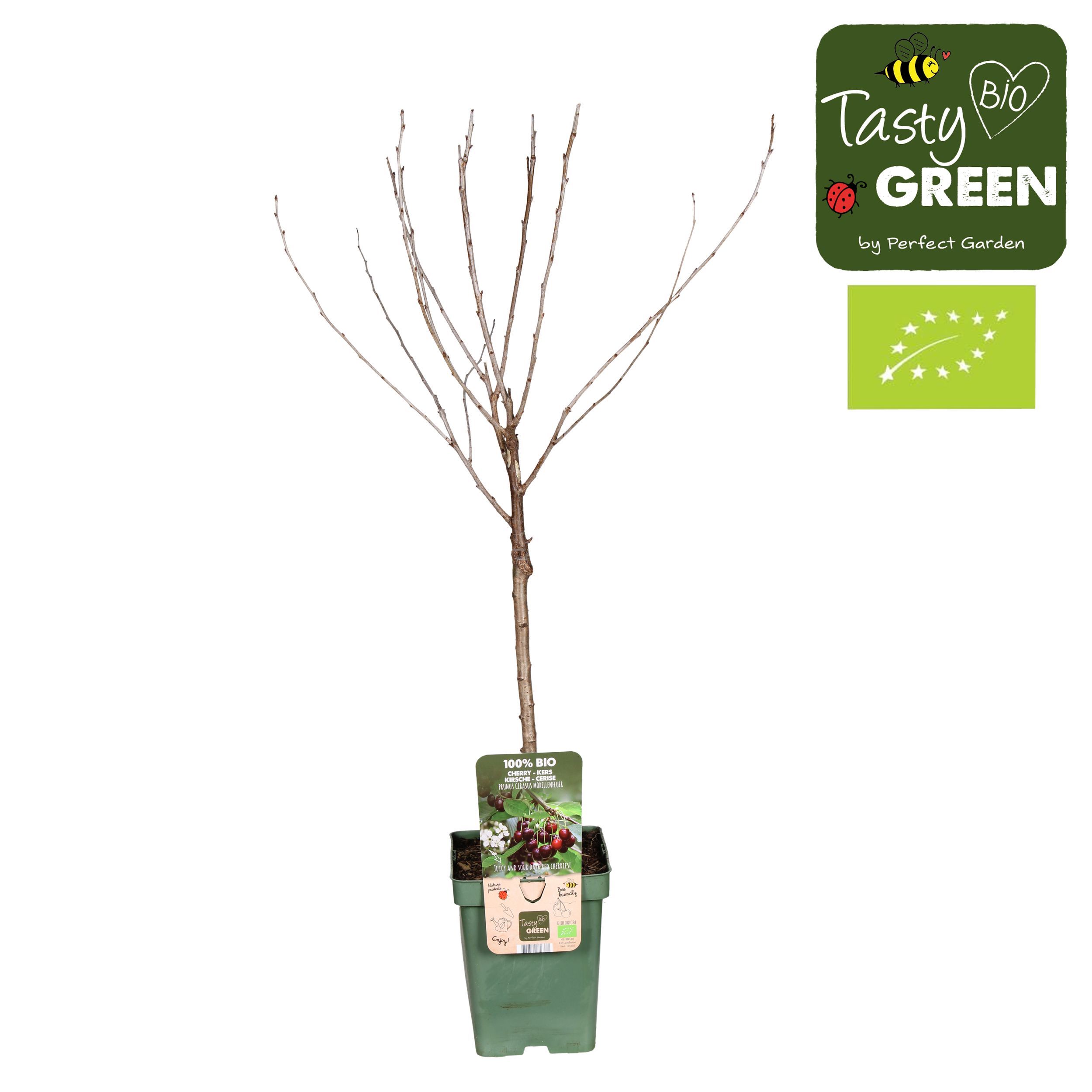 Prunus cerasus Morellenfeuer Bio P23, D 23