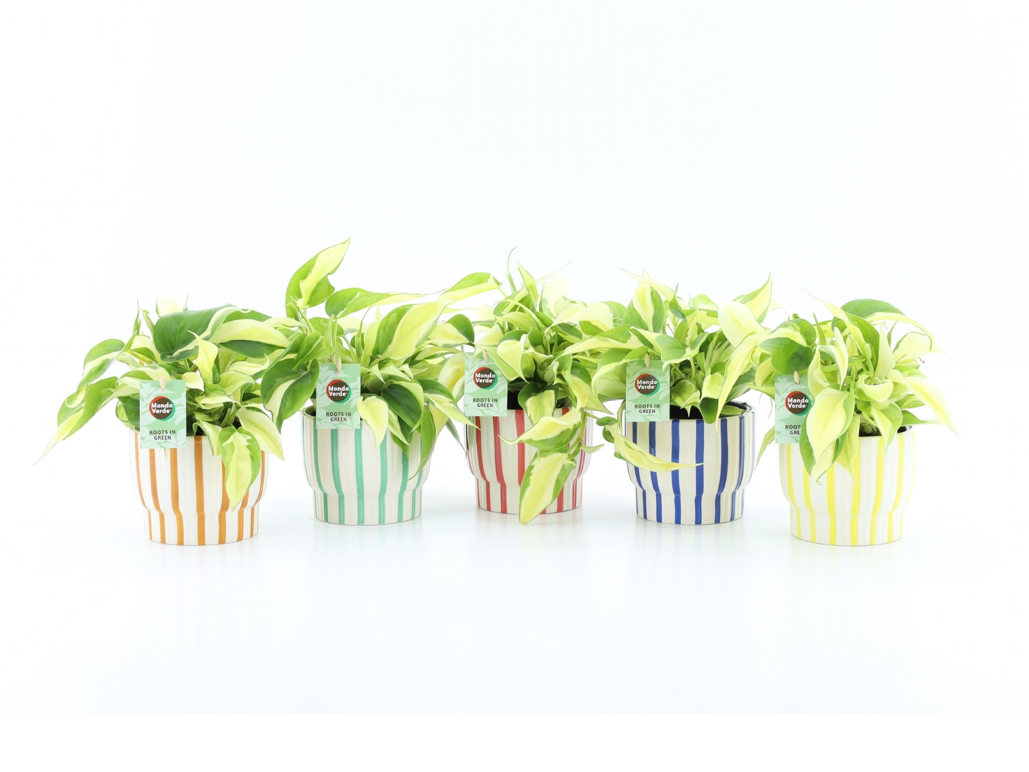 Philodendron scandens Rio in Pastel Stripe, D 13