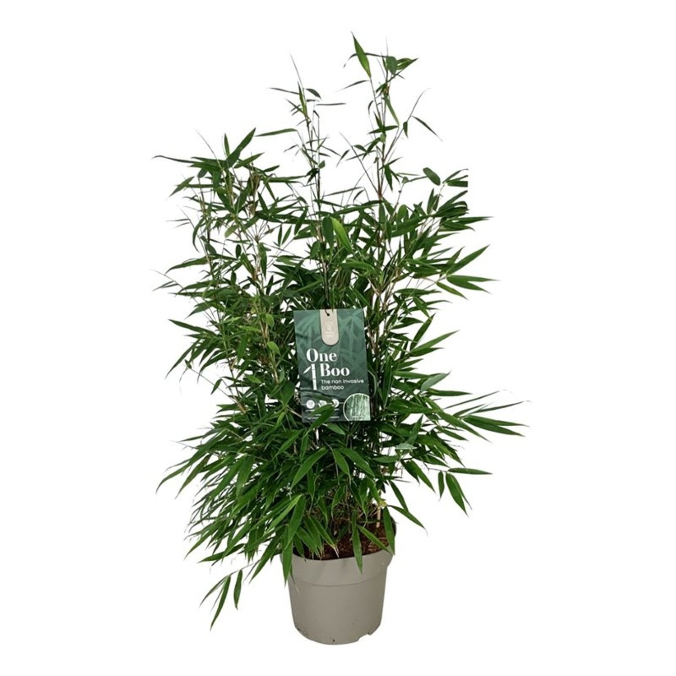 Fargesia robusta 'Pingwu', D 24