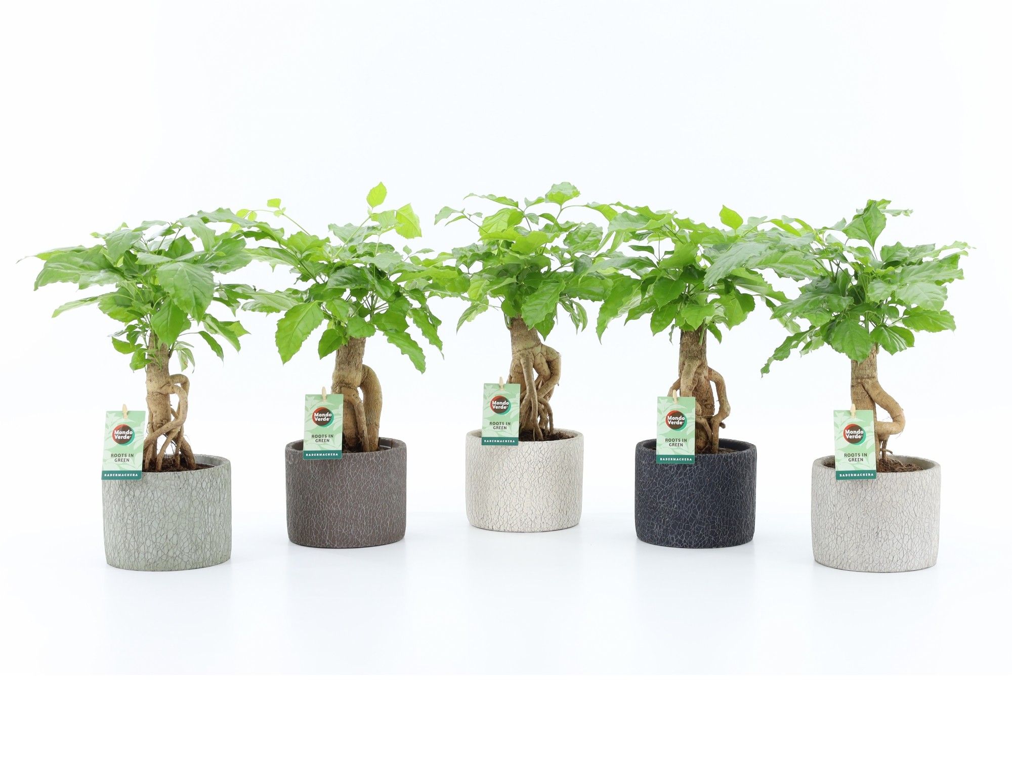 Radermachera Bonsai in Classic Stone, D 14