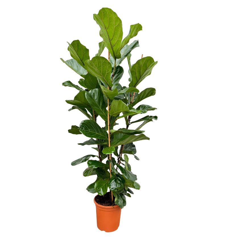 Ficus Lyrata toef - 170cm - 3PP, D 32