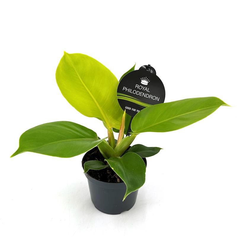 PHILODENDRON-HYBRID 'Moonlight', D 12