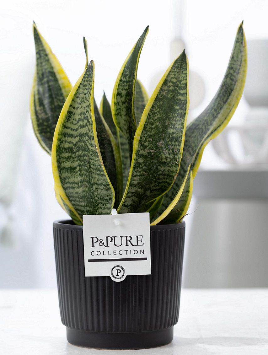 Sansevieria Trif. "Futura Superba" P&PURE in Liv cer. matt black, D 12