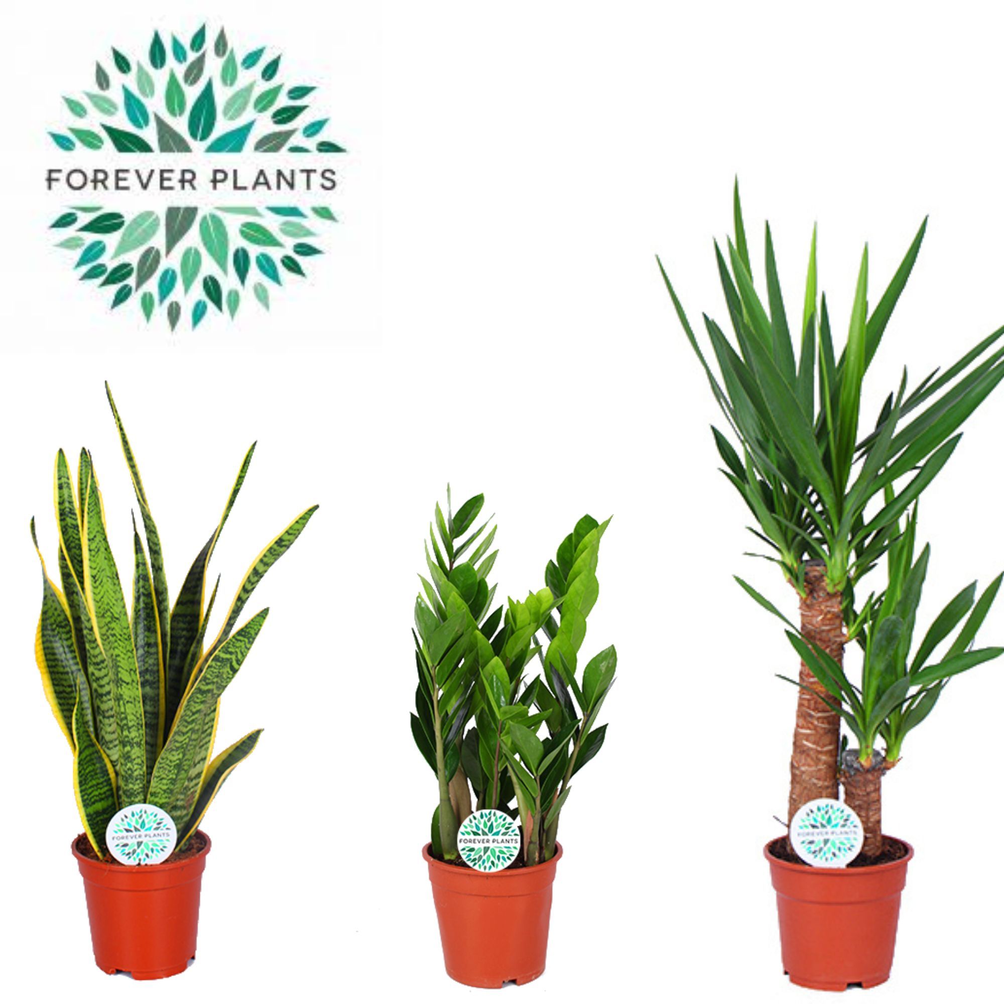 Groen Mix Easy Care p17, D 17