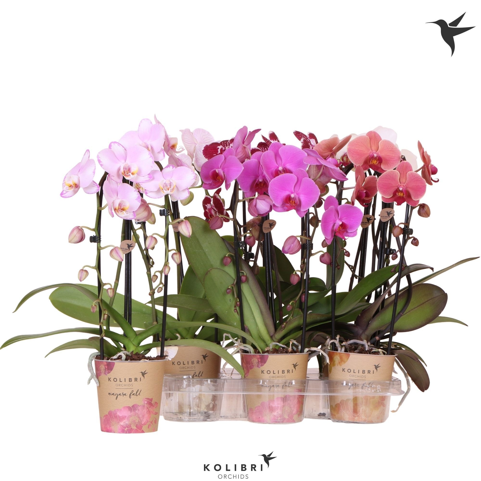 Kolibri Orchids Phalaenopsis Cascade Niagara Fall mix 2 spike 50 cm, D 12