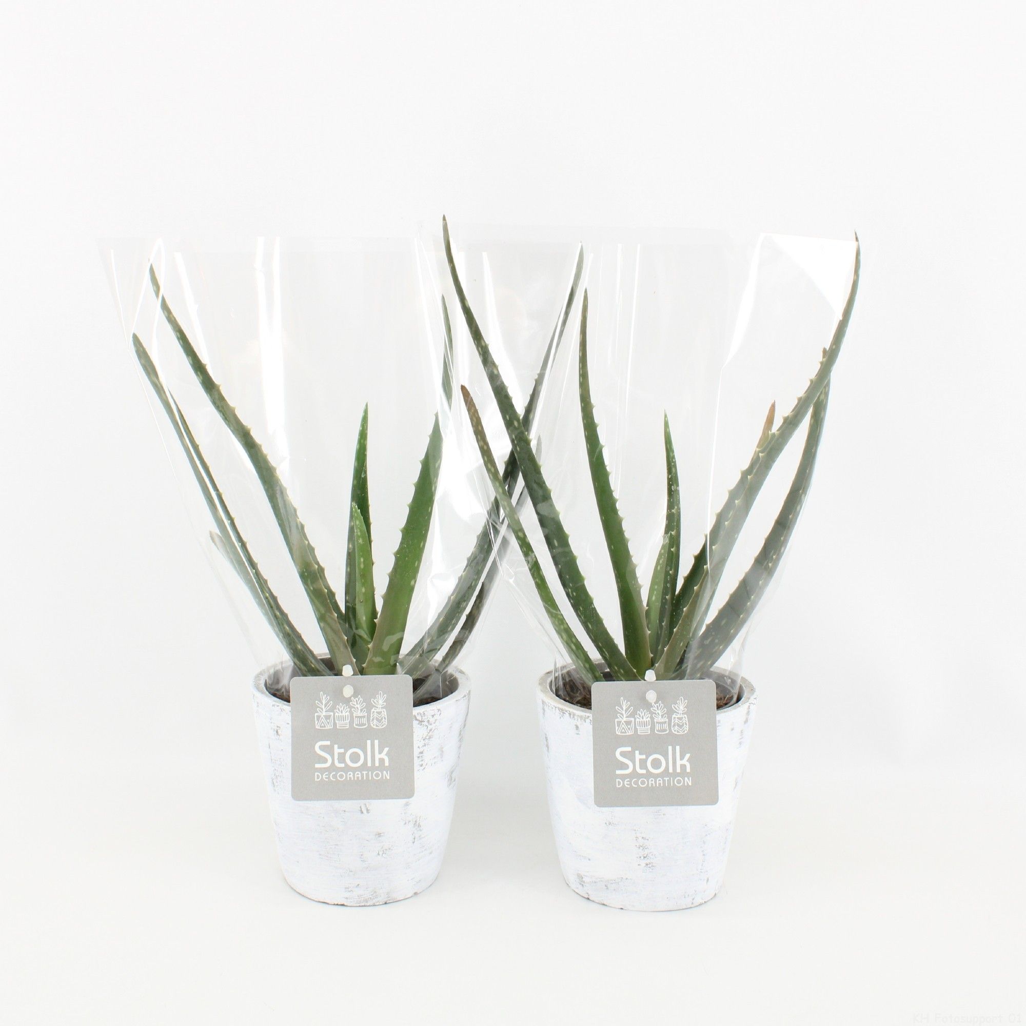 Aloe Vera 10,5 in White Wash pot, D 11