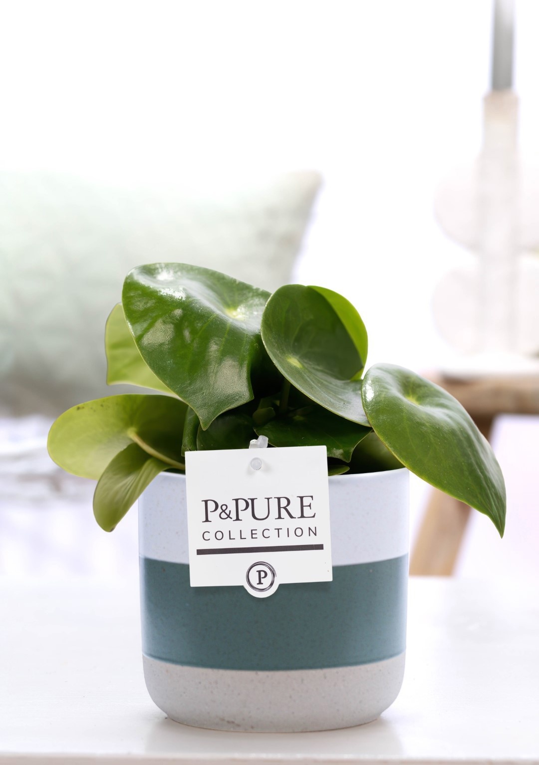 Peperomia Raindrop in P&PURE Lauren ceramics, D 12