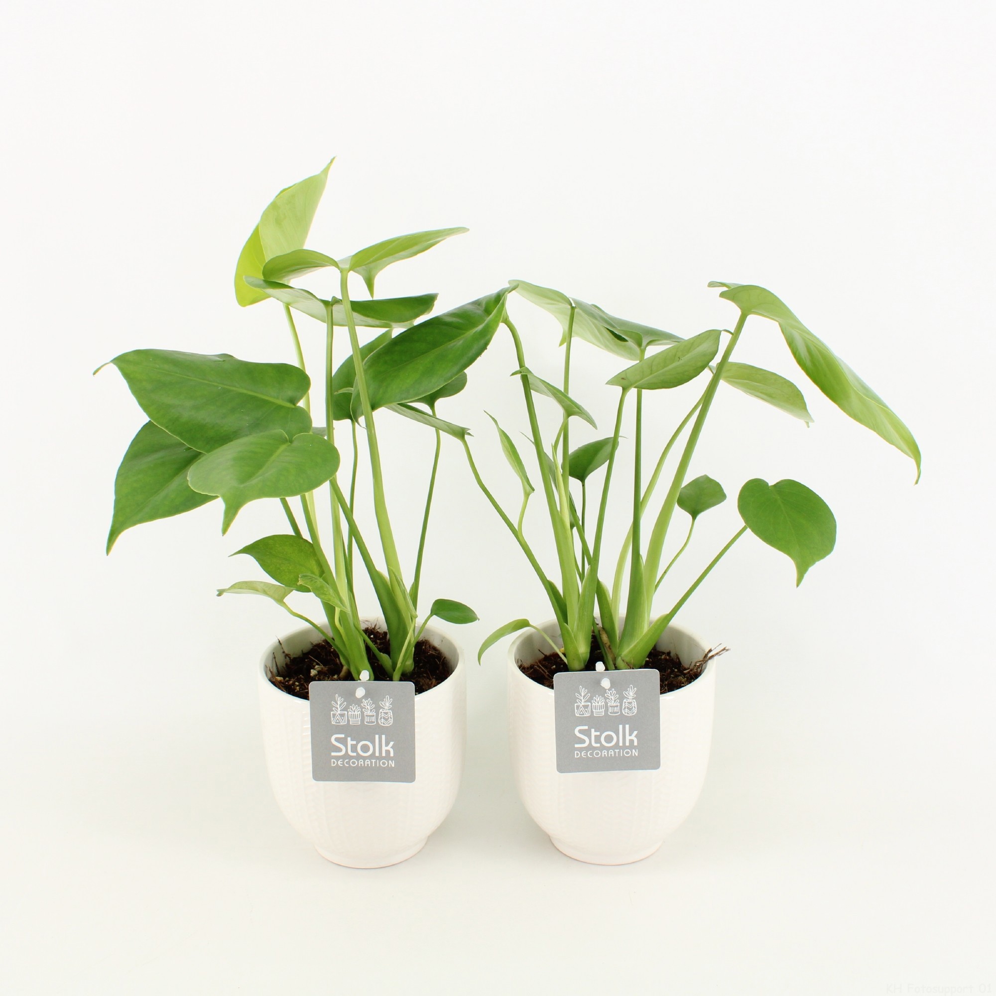 Monstera in Liv keramiek, D 13