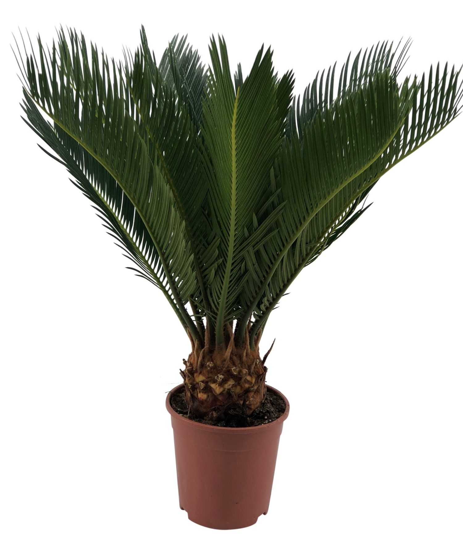 Cycas Revoluta 9+ blad, D 12