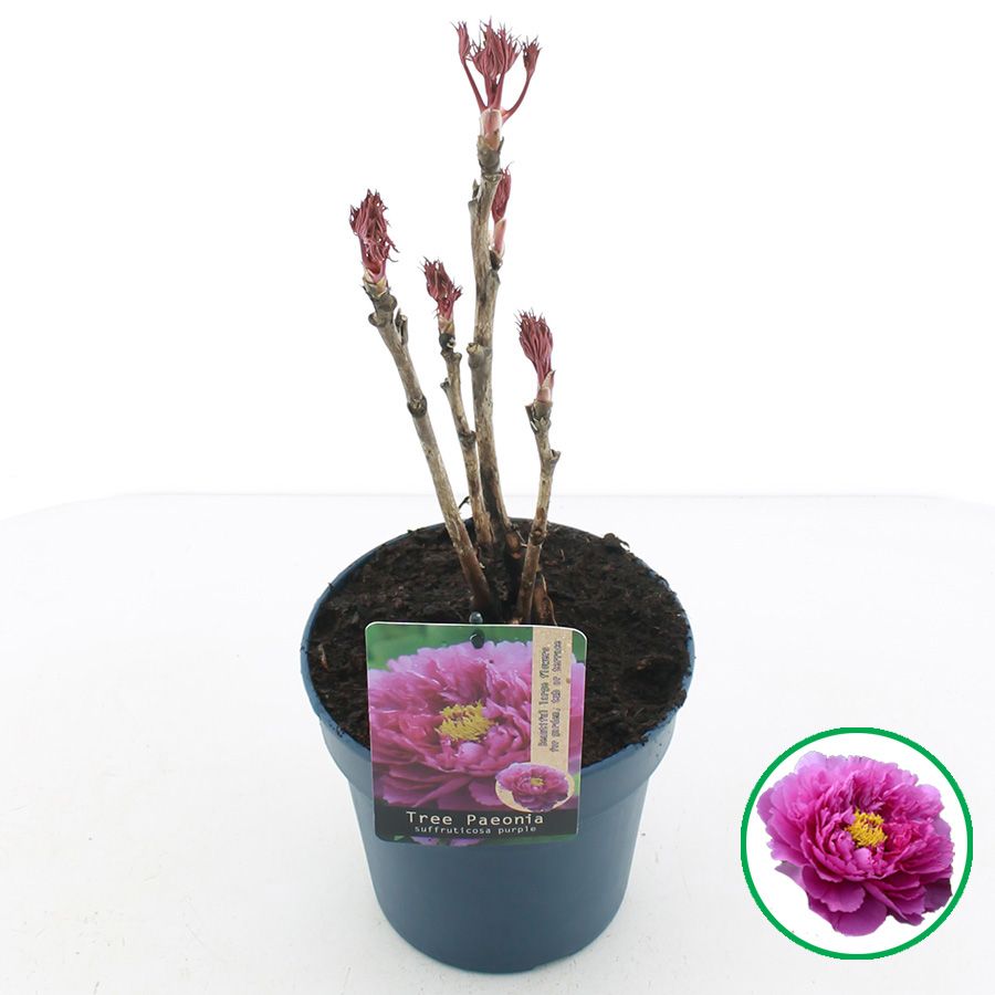 Paeonia suffruticosa Paars C3 (19cm.), D 19