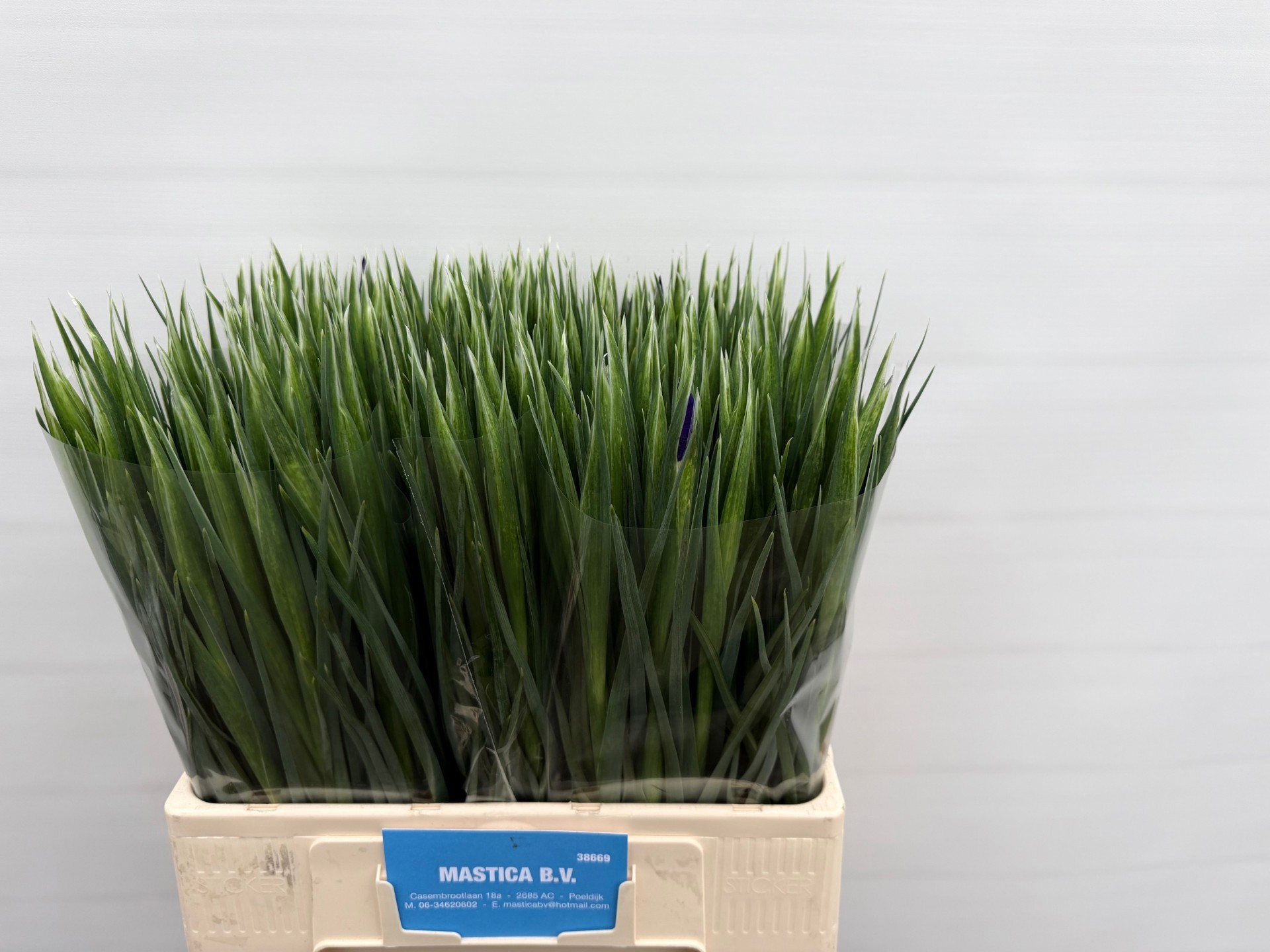 Ирис Блю Мэджик (син.), шт.