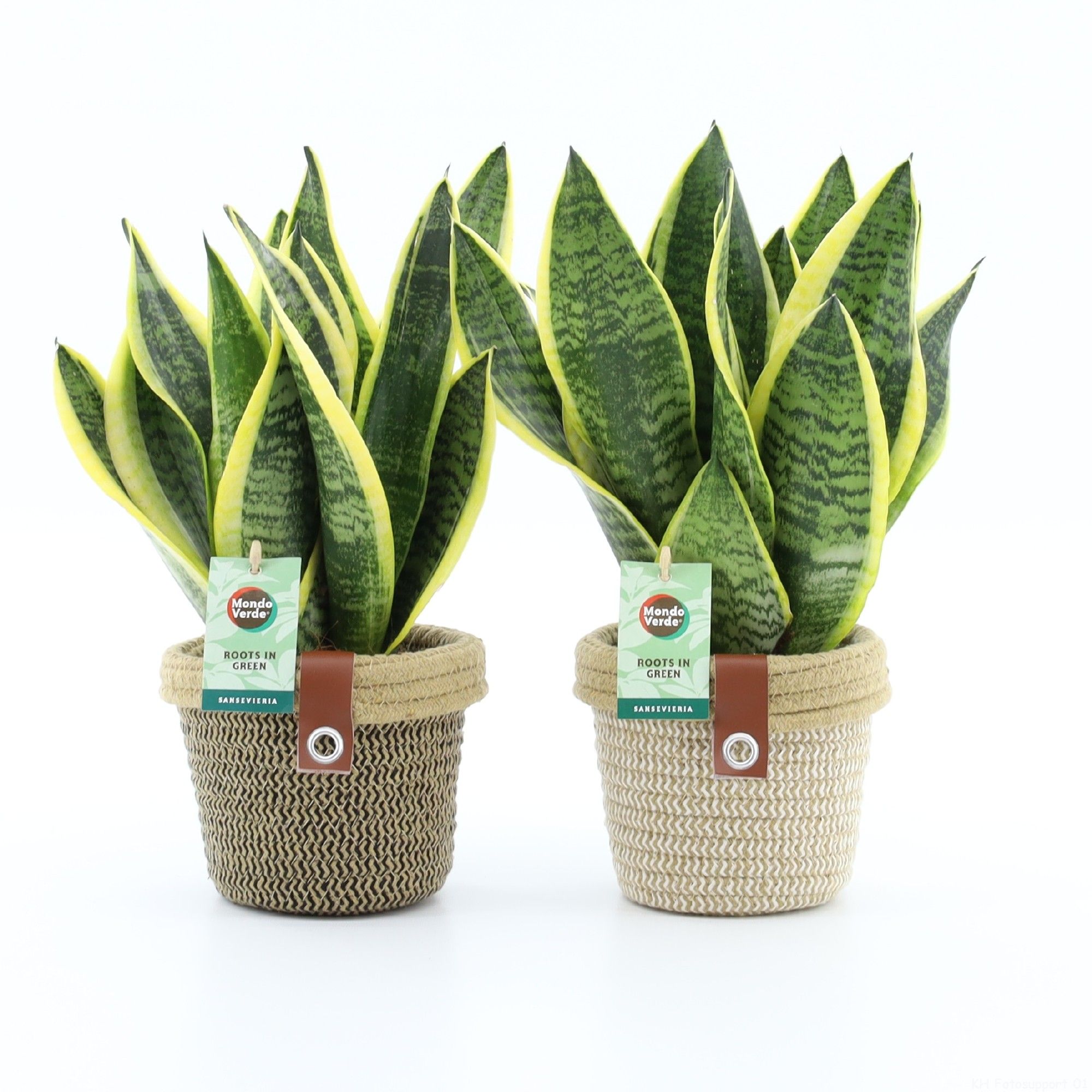 Sansevieria 'Futura Superba' in Noah Deluxe, D 14
