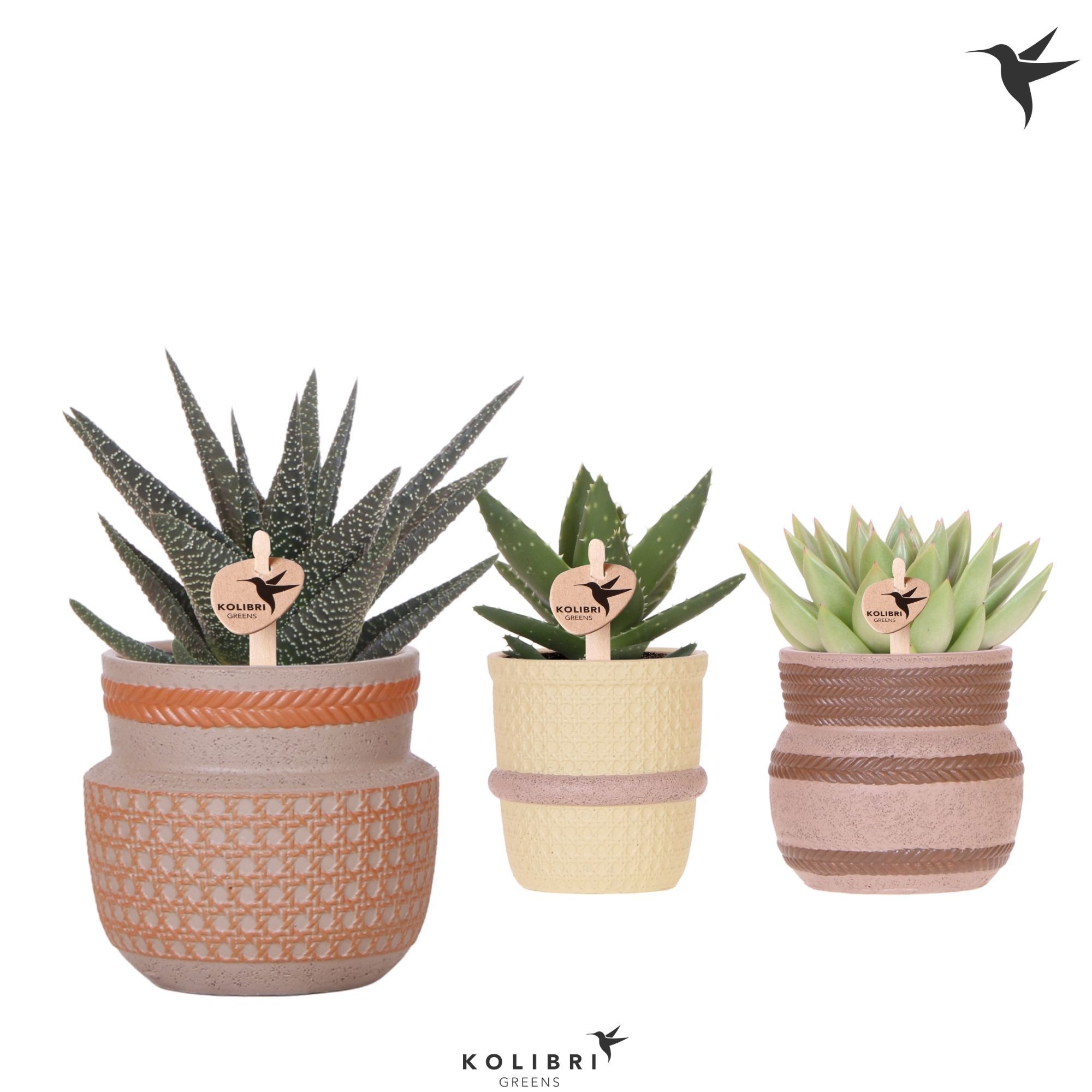 Kolibri Greens Succulenten mix in Ethnic pot mix, D 9