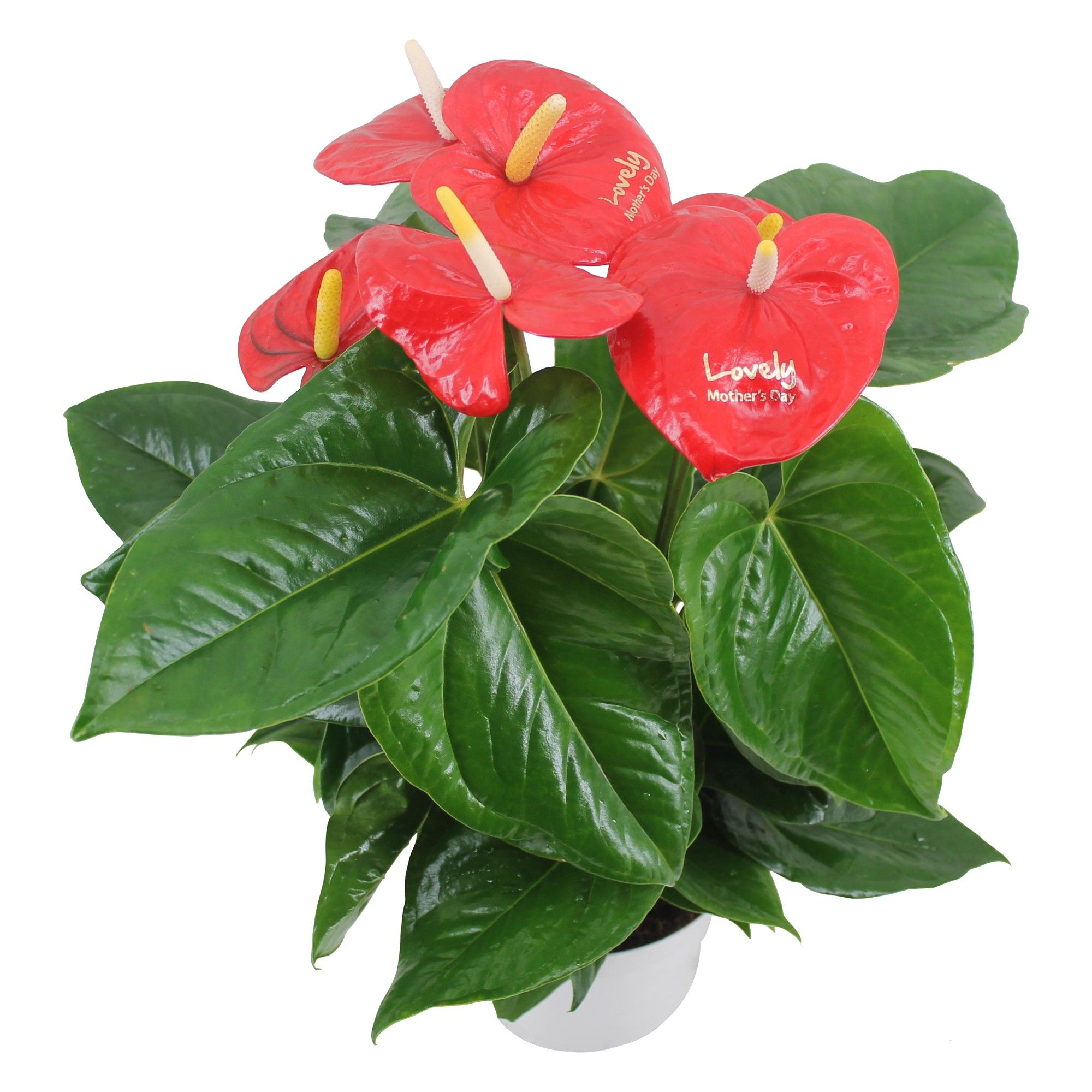 Anthurium XL.88 Aloha Red met airbrush moederdag wens (ook in andere potmaten verkrijgbaar), D 17