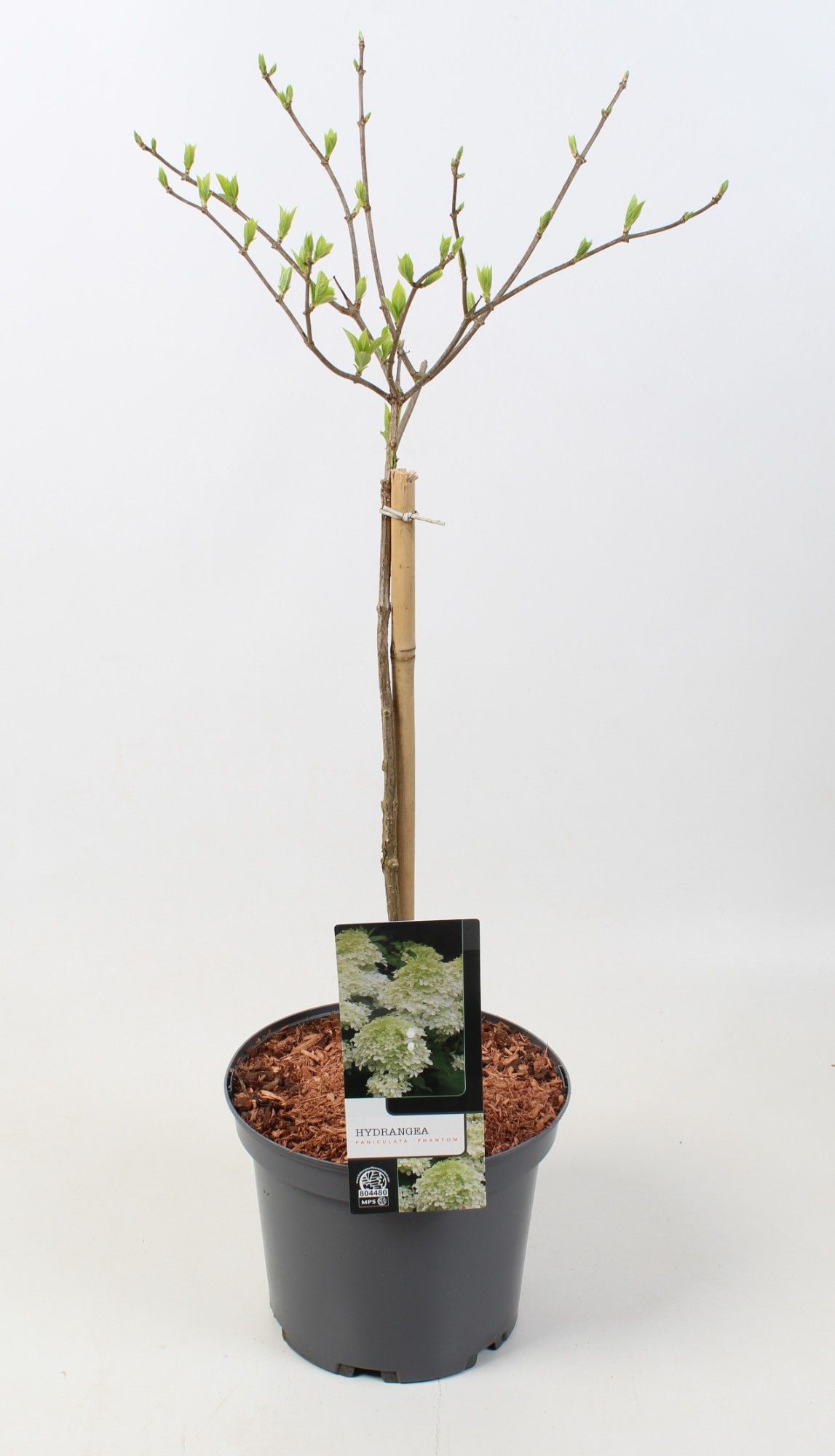 Hydrangea paniculata 'Phantom' op stam - 23 cm, D 23