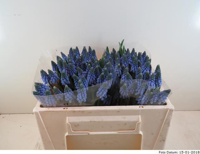 Мускари Карола (син.), шт.