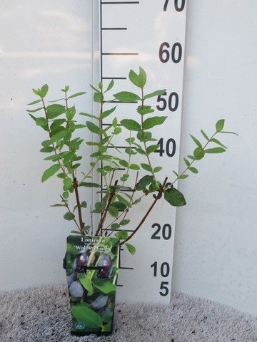 Lonicera k. Wojtek 30-40 P14, D 14