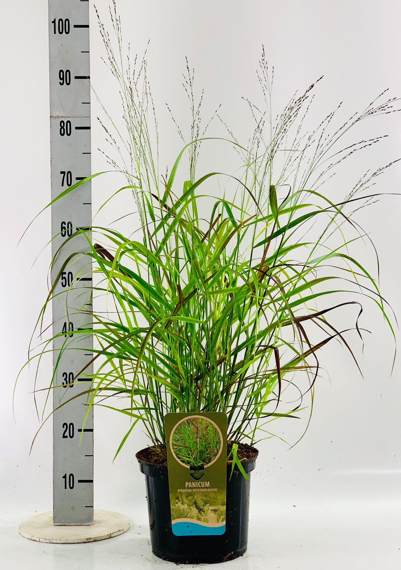 Panicum vir. 'Rotstrahlbusch', D 23