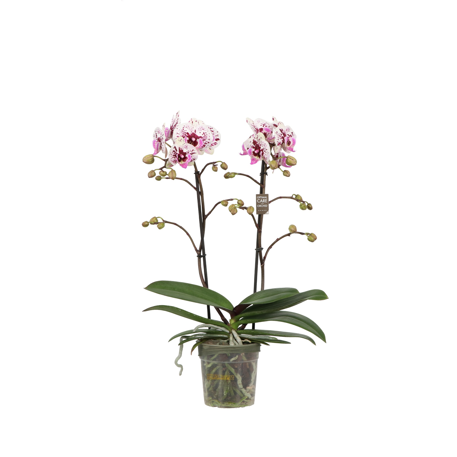 Colours P12 Athena 2 spike, D 12