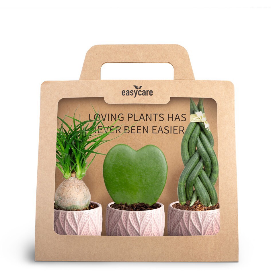 GREEN PLANTS MIX 30690134 3-Pack Leaf Rosa, D 7