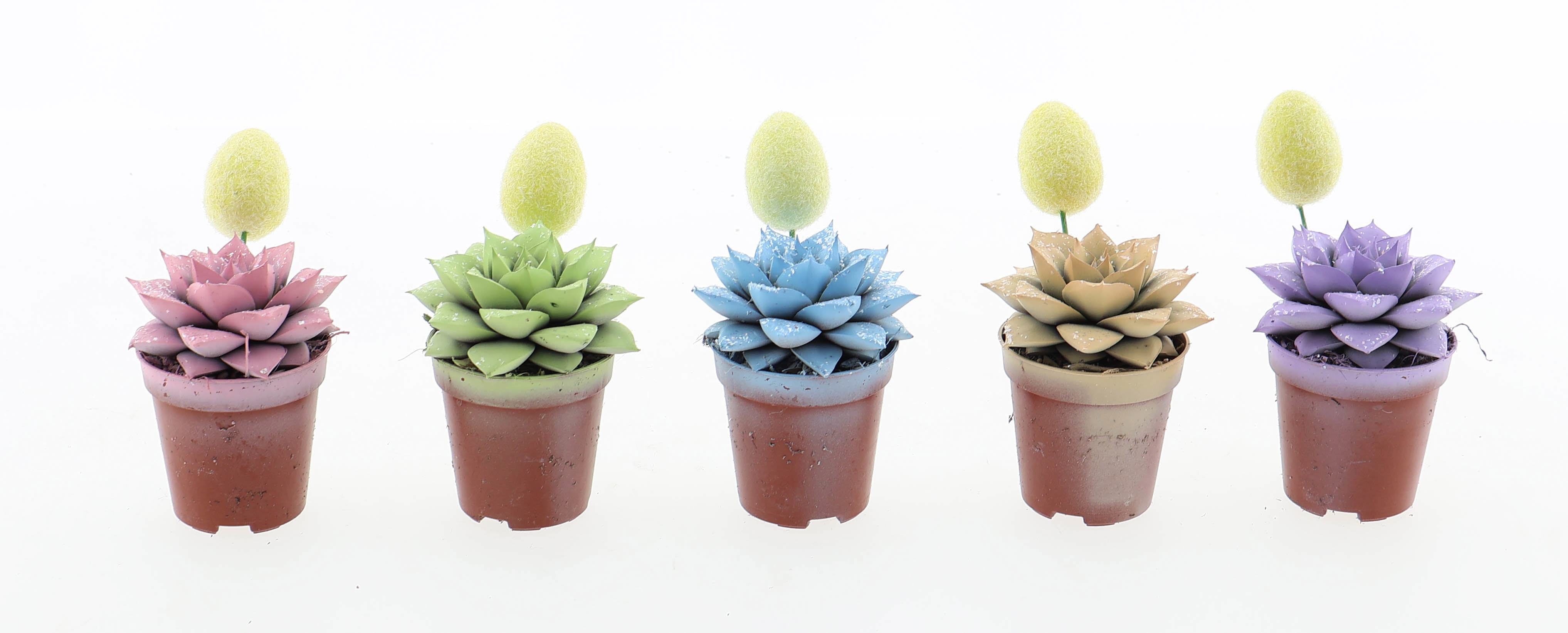 Purper pastel glittermix + ei, D 5,5