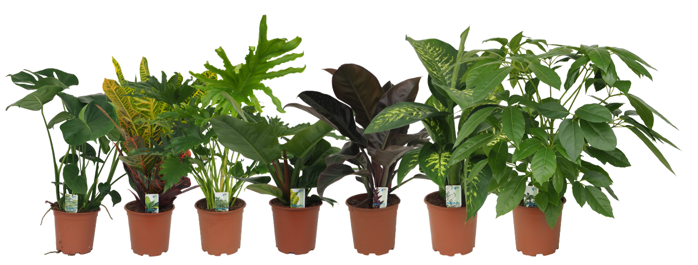 Mix 2 (Monstera, Croton, Philo Lickety Split, Philo Imp. Green / Imp. Red, Dieffenbachia Tropic Snow, Schefflera Amate), D 19