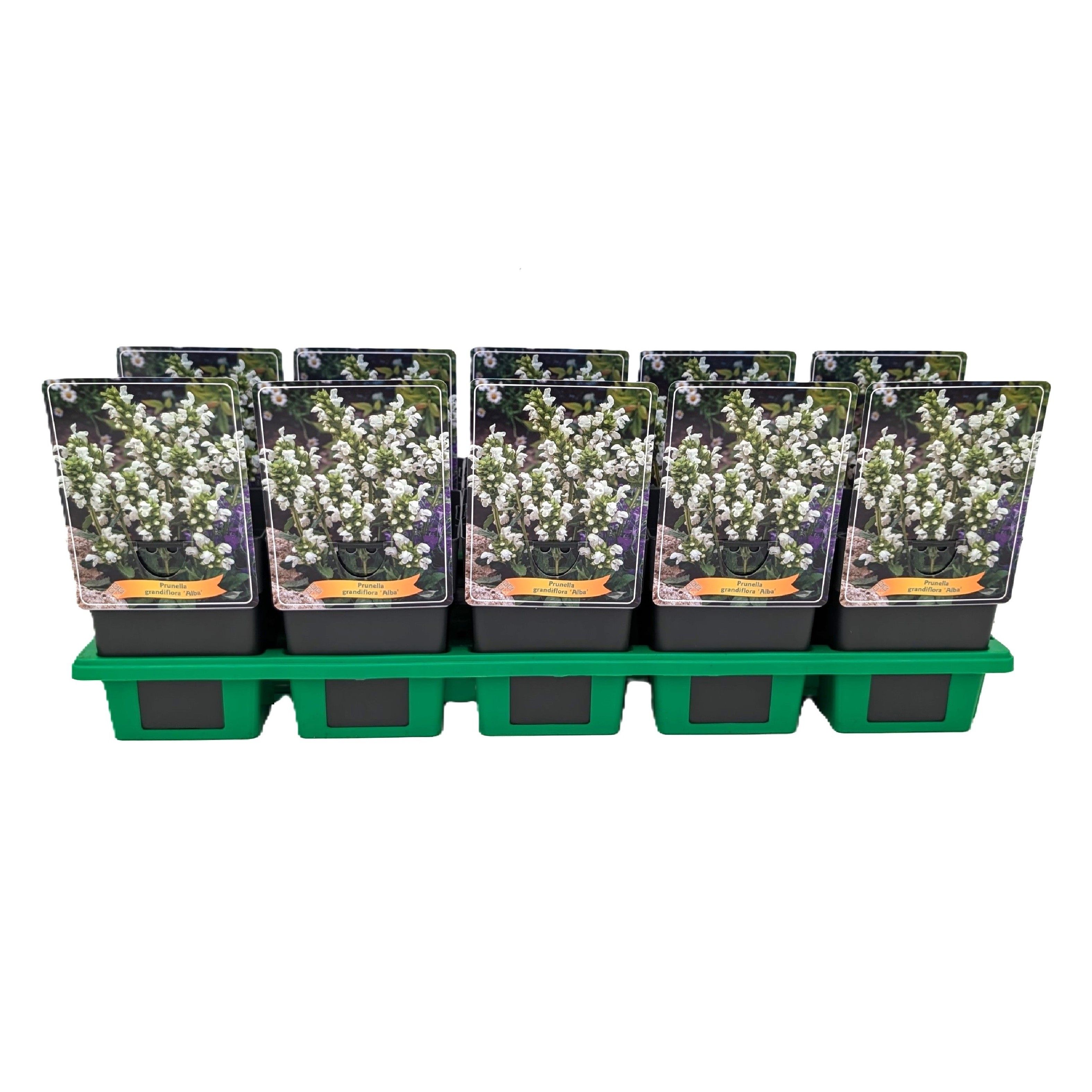 Prunella grandiflora 'Alba' P11, D 11