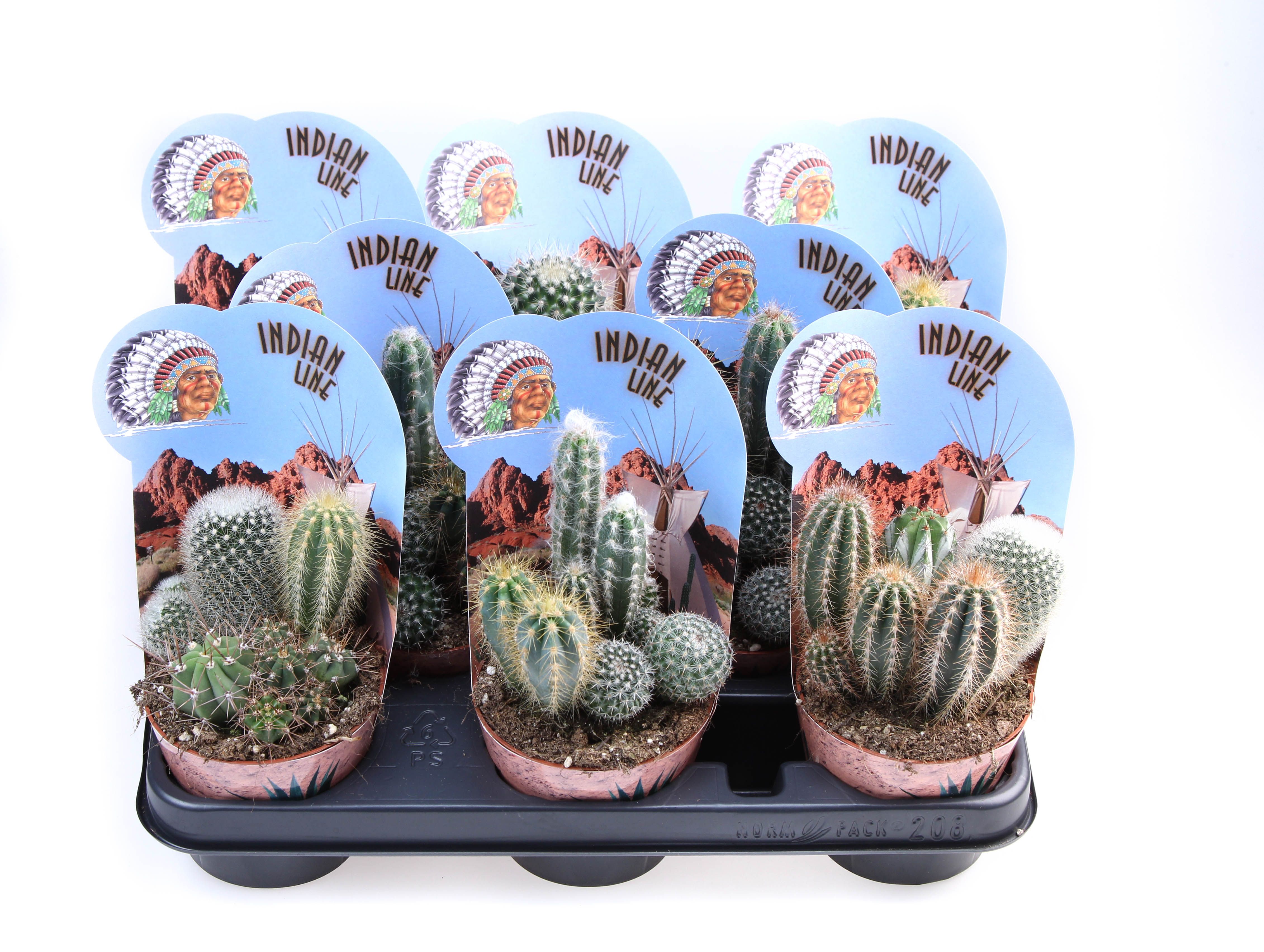 Potcover Indian Line Cactus trio, D 10,5