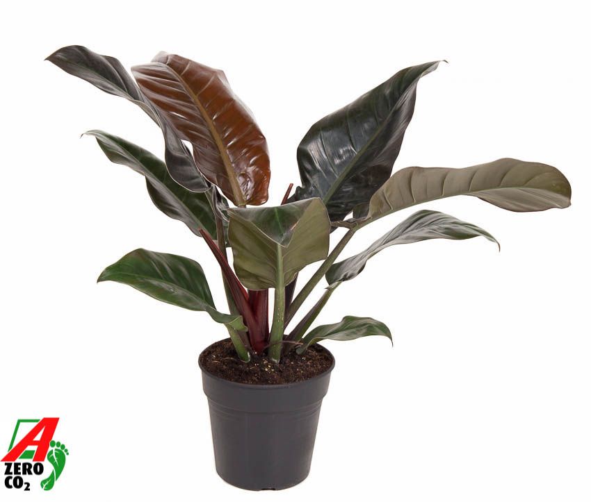 Philodendron Imperial Red P19, D 19