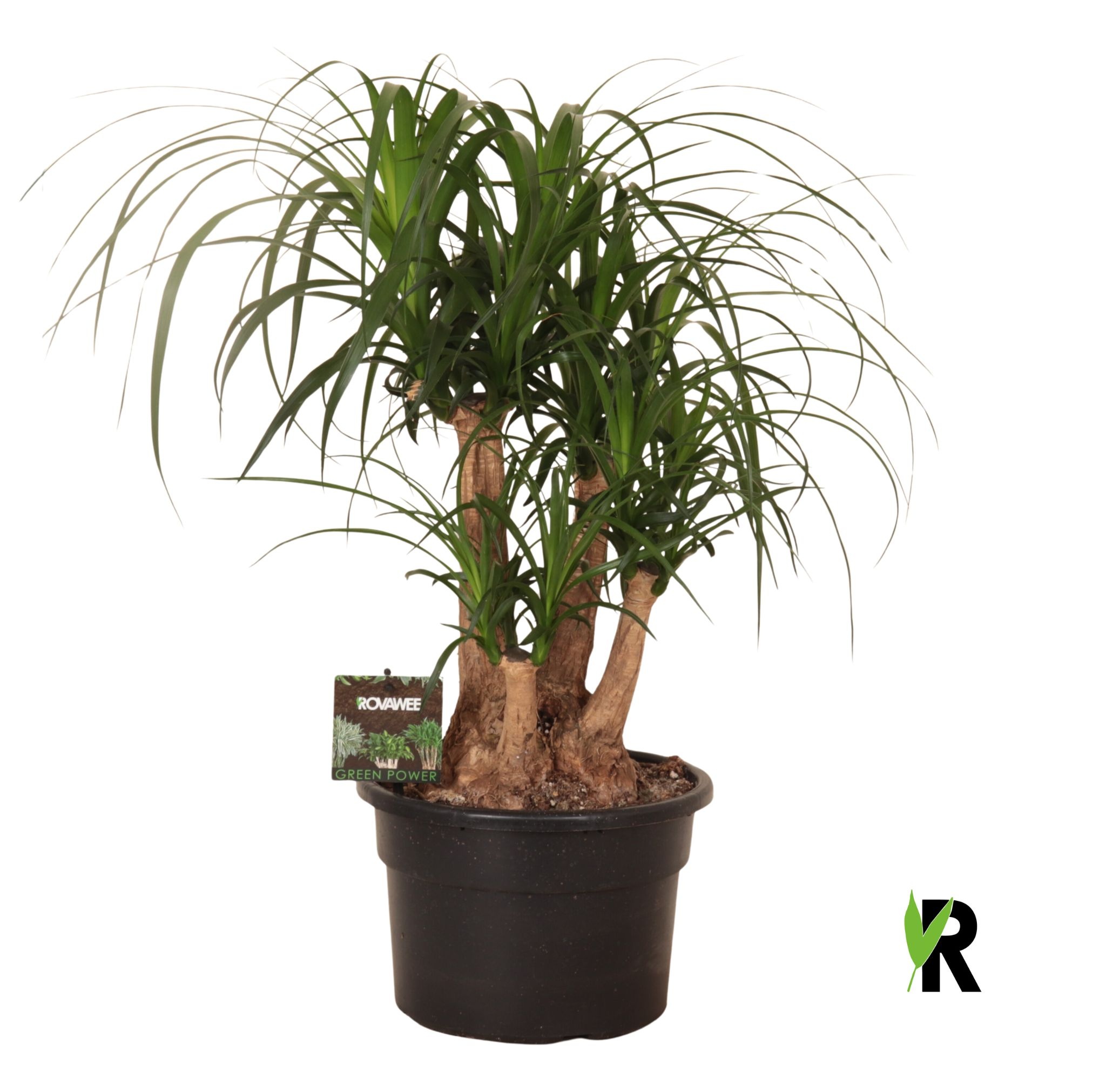 Beaucarnea rec. vertakt, D 23