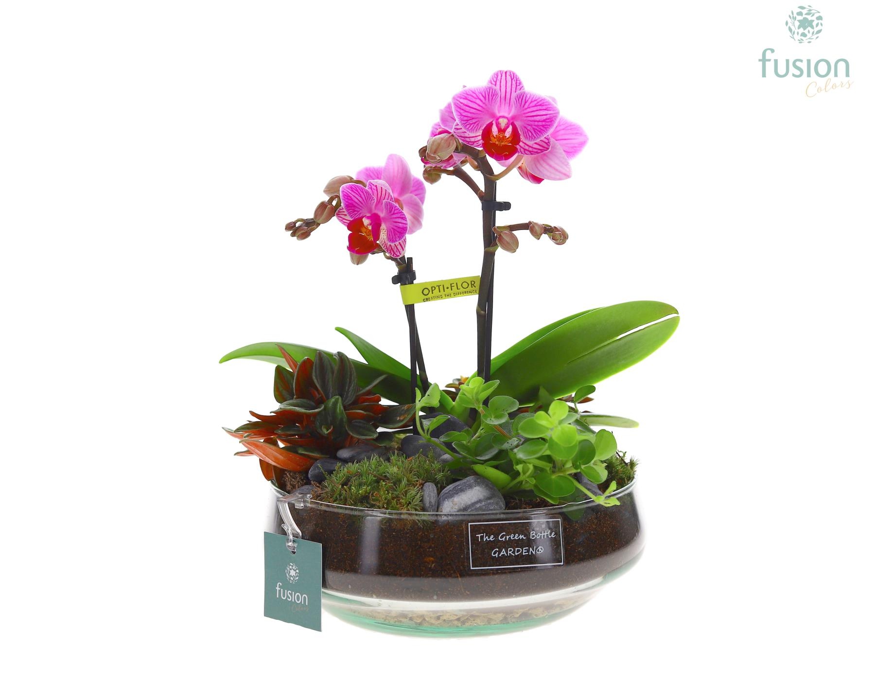 Green Bottle Iris Medium met Phalaenopsis arrangement, D 19