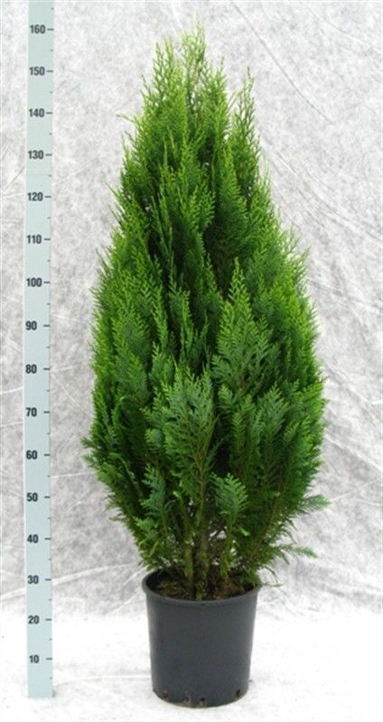 Chamaecyparis lawsoniana 'White Spot', D 31