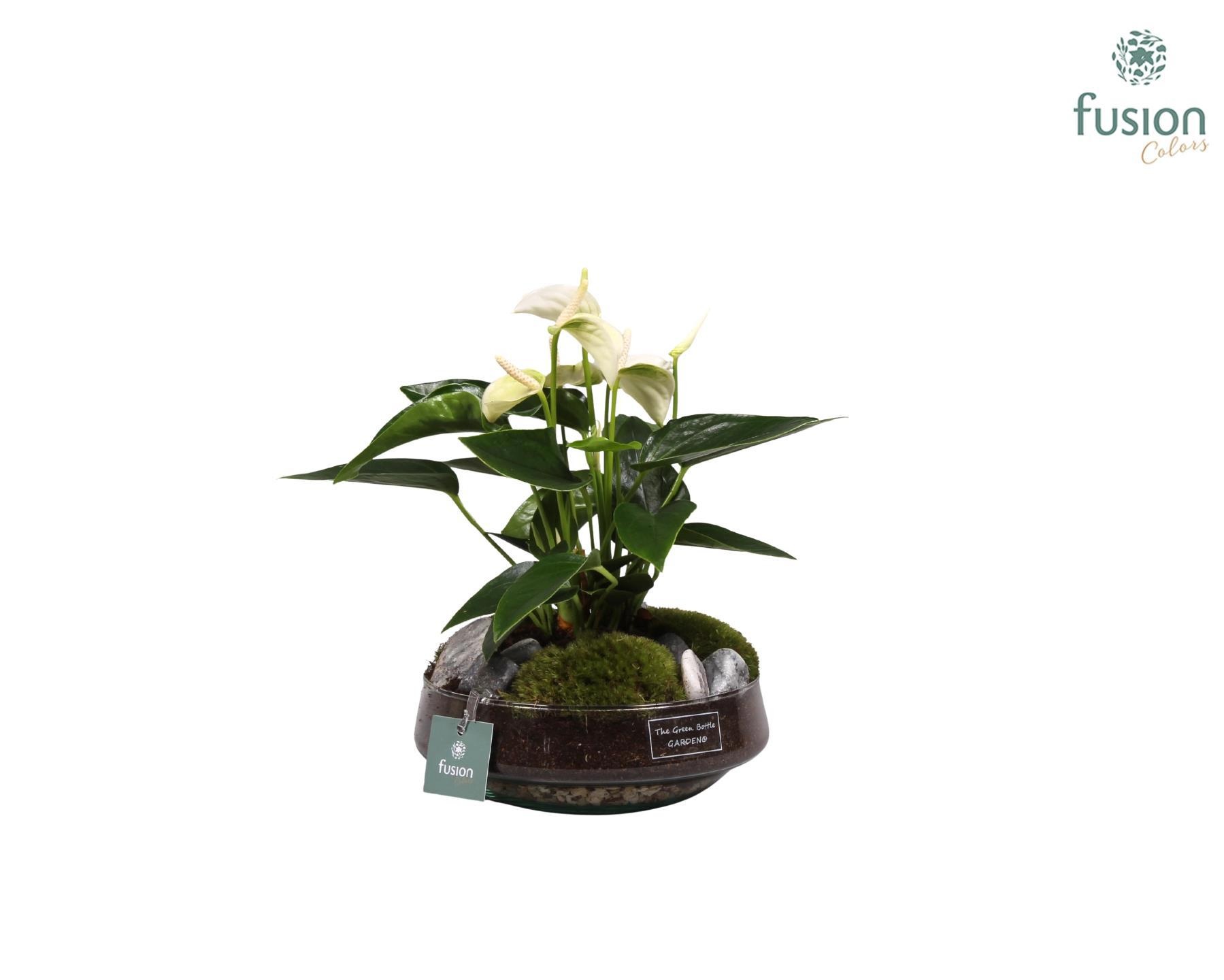 Green Bottle Iris Medium met anthurium wit, D 19