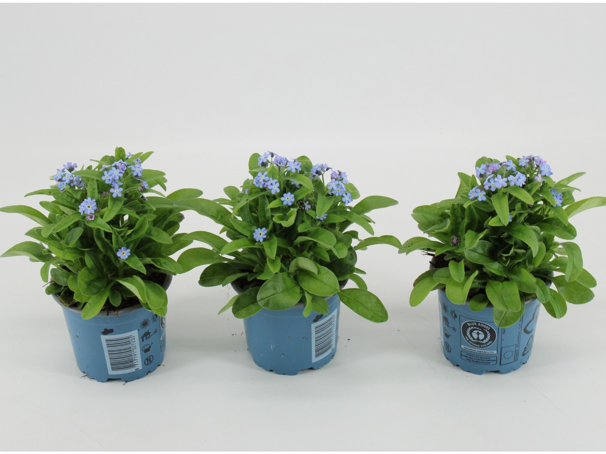 Myosotis Mon Amie Blue, D 10,5