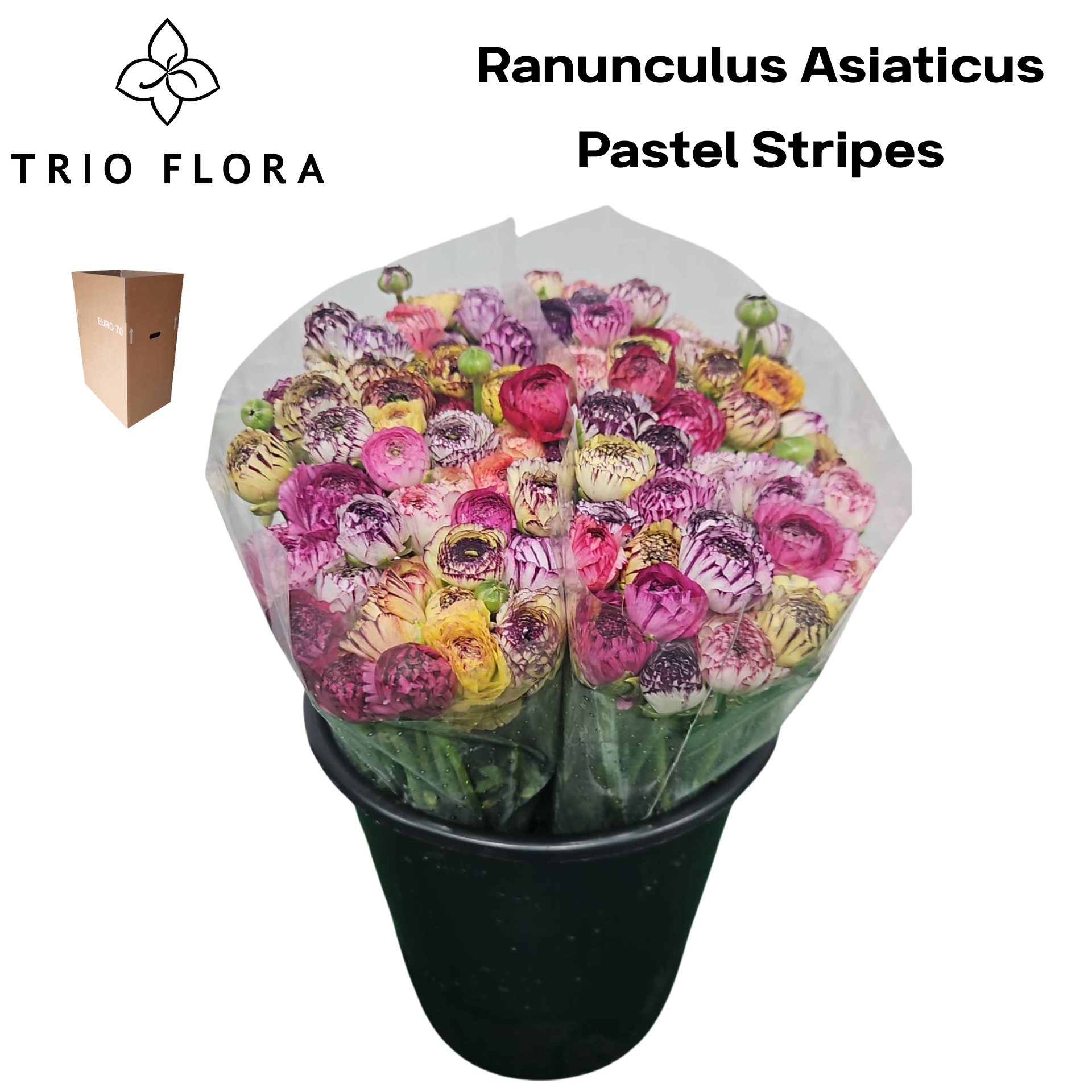 Ранункулус Элеганс Пастель Микс в пачке 40, шт.