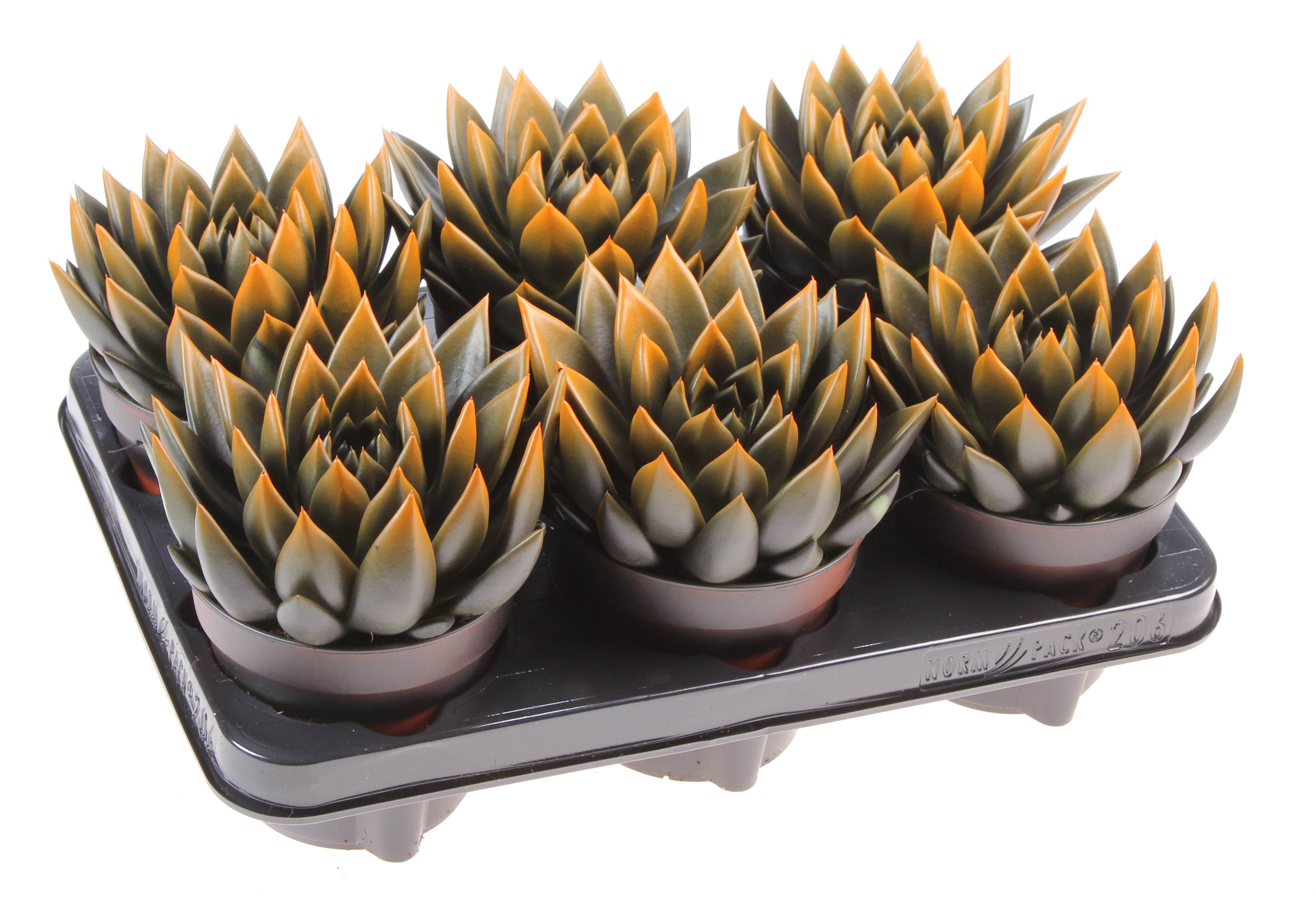 Halloween bicolor black + orange point, D 12