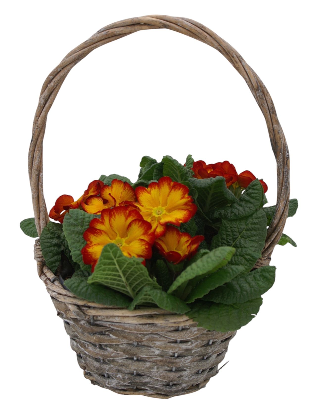 Primula Hengselmand 3x prim op kleur 576, D 19