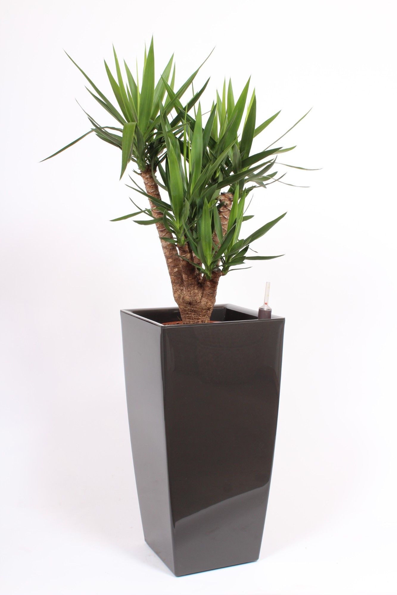 Yucca elephantipes in Piza pot "antraciet", D 40