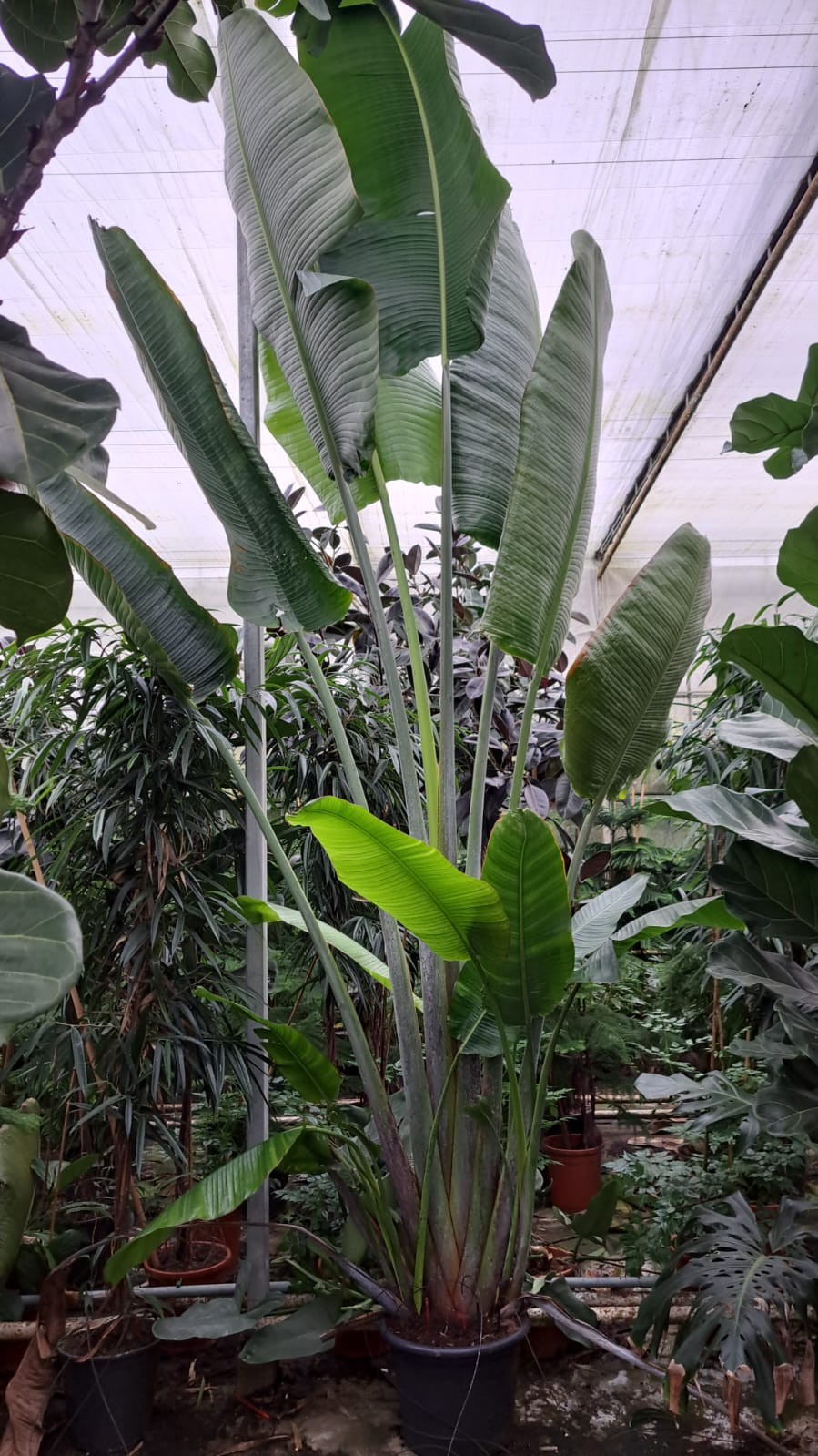 Reizigersboom (Ravenala madagascariensis) 500, D 45