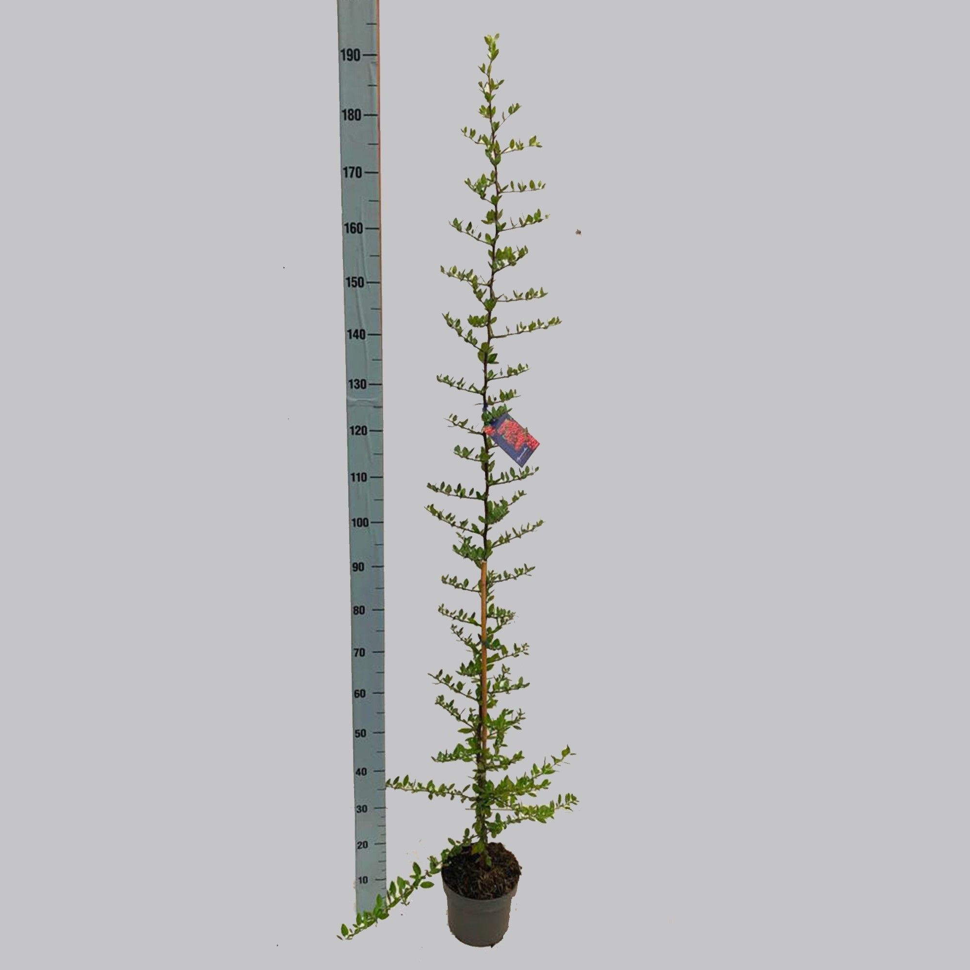 Pyracantha Red Column 19/C3 125-150cm, D 19